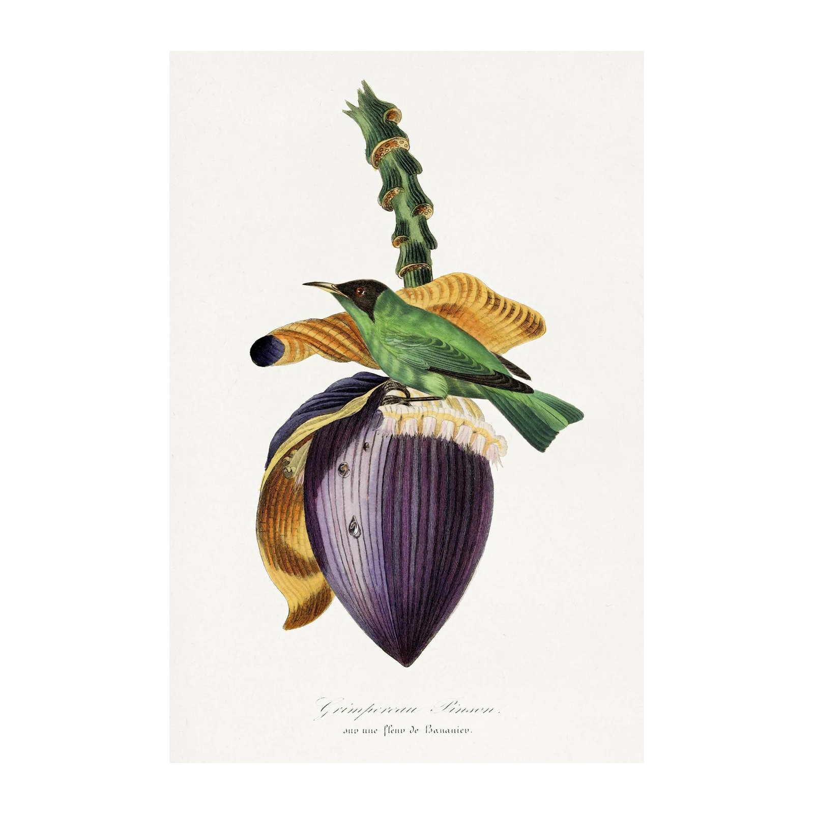 Emerald Bird & Banana Flower Vintage Botanical Wall Art