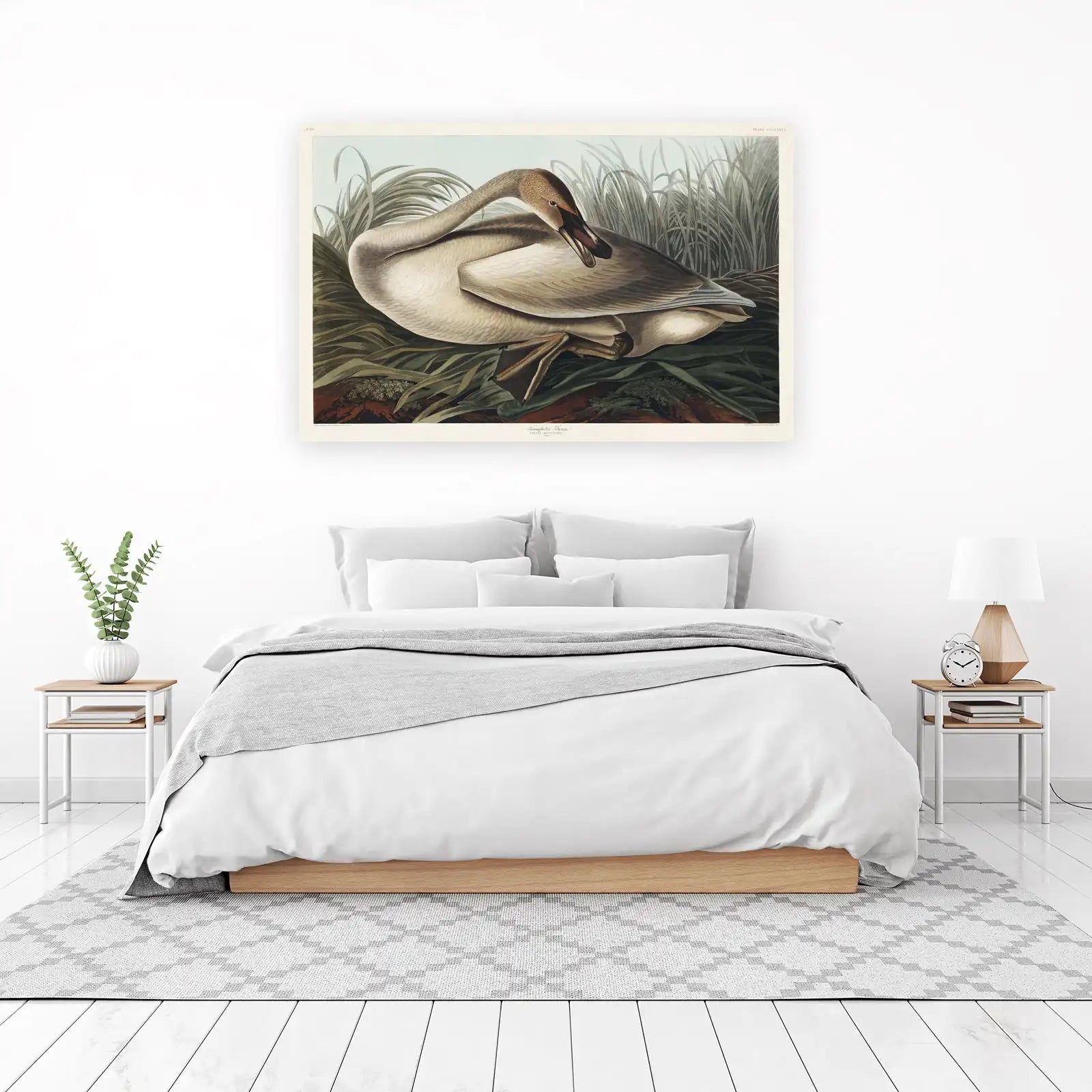 Trumpeter Swan Art Print - Audubon Bird Wall Art