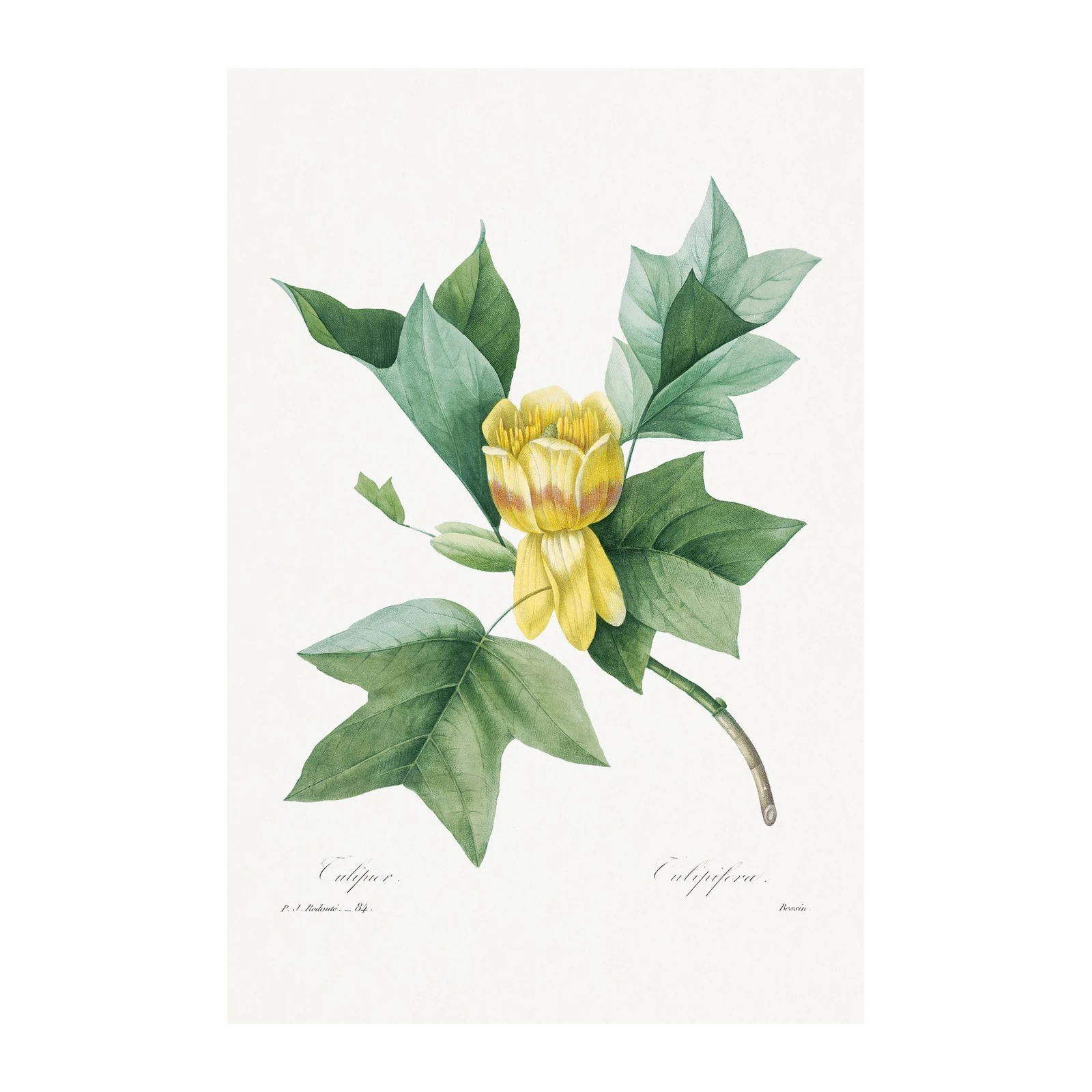 Vintage Tulip Poplar Botanical Art Wall Art