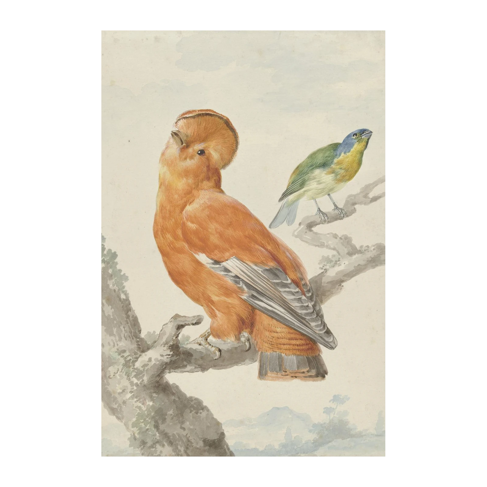 Exotic Bird Art: Orange & Green Avian Wall Art