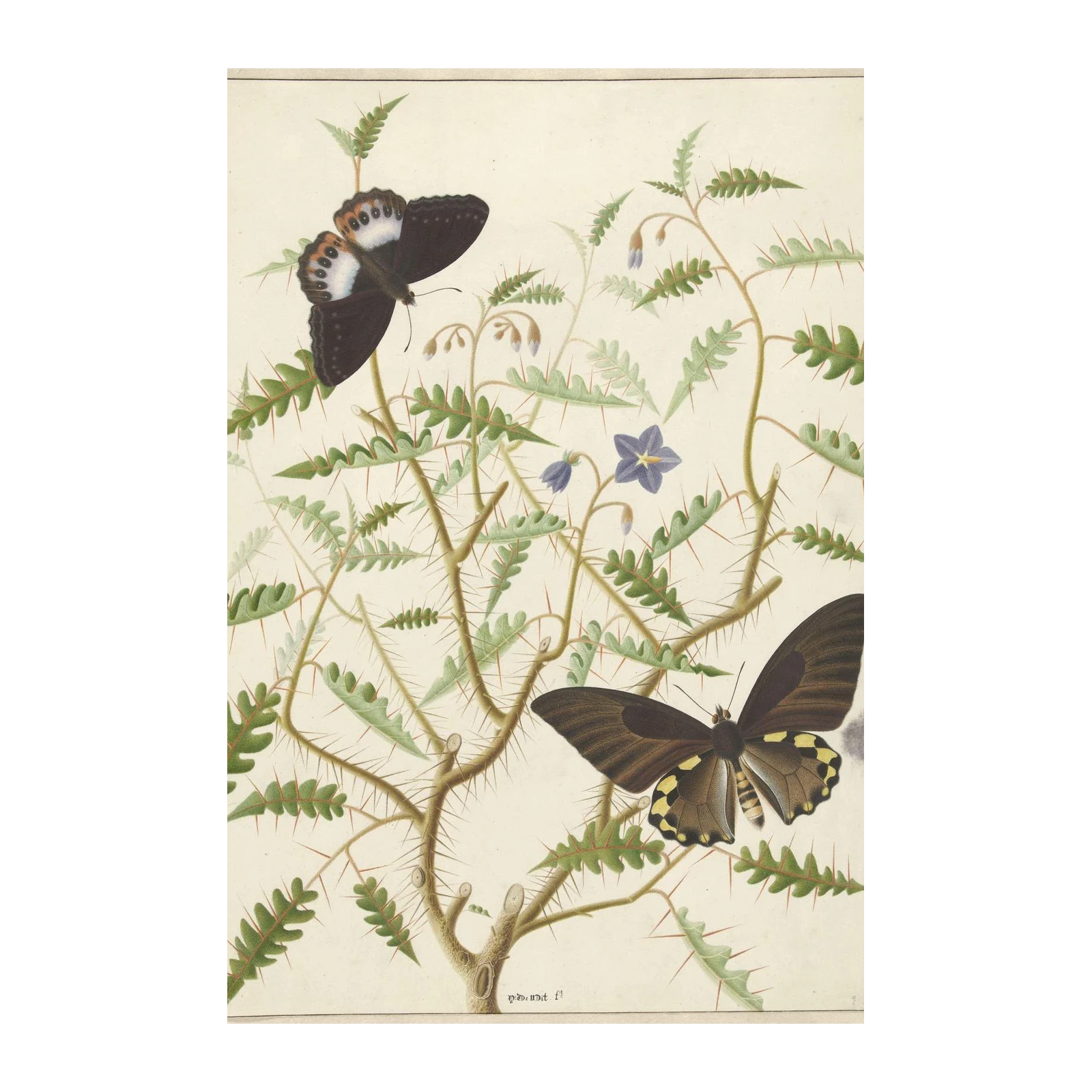 Exotic Butterflies on Thorny Plant Wall Art