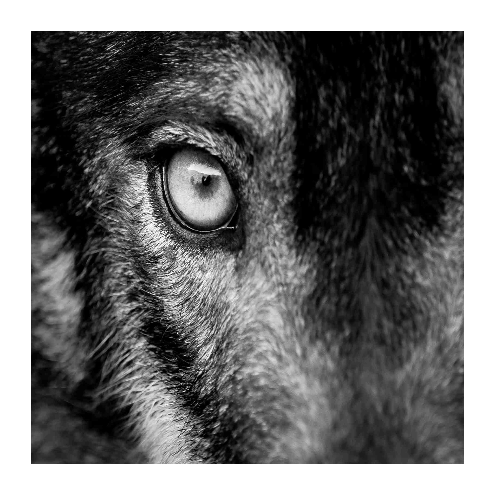 Intense Wolf Eye Close-Up Black and White Wall Art