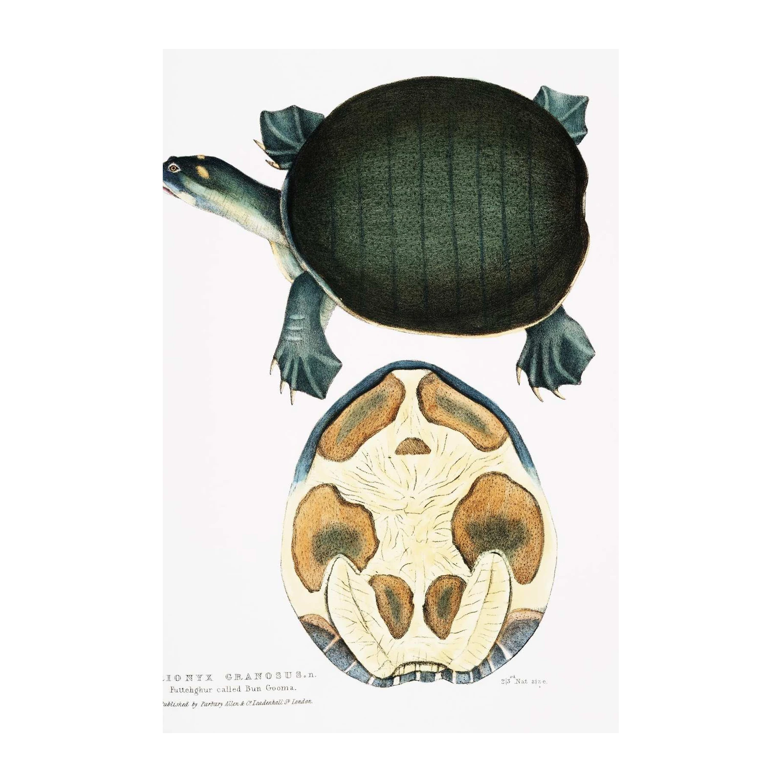 Vintage Turtle Anatomy Botanical Wall Art