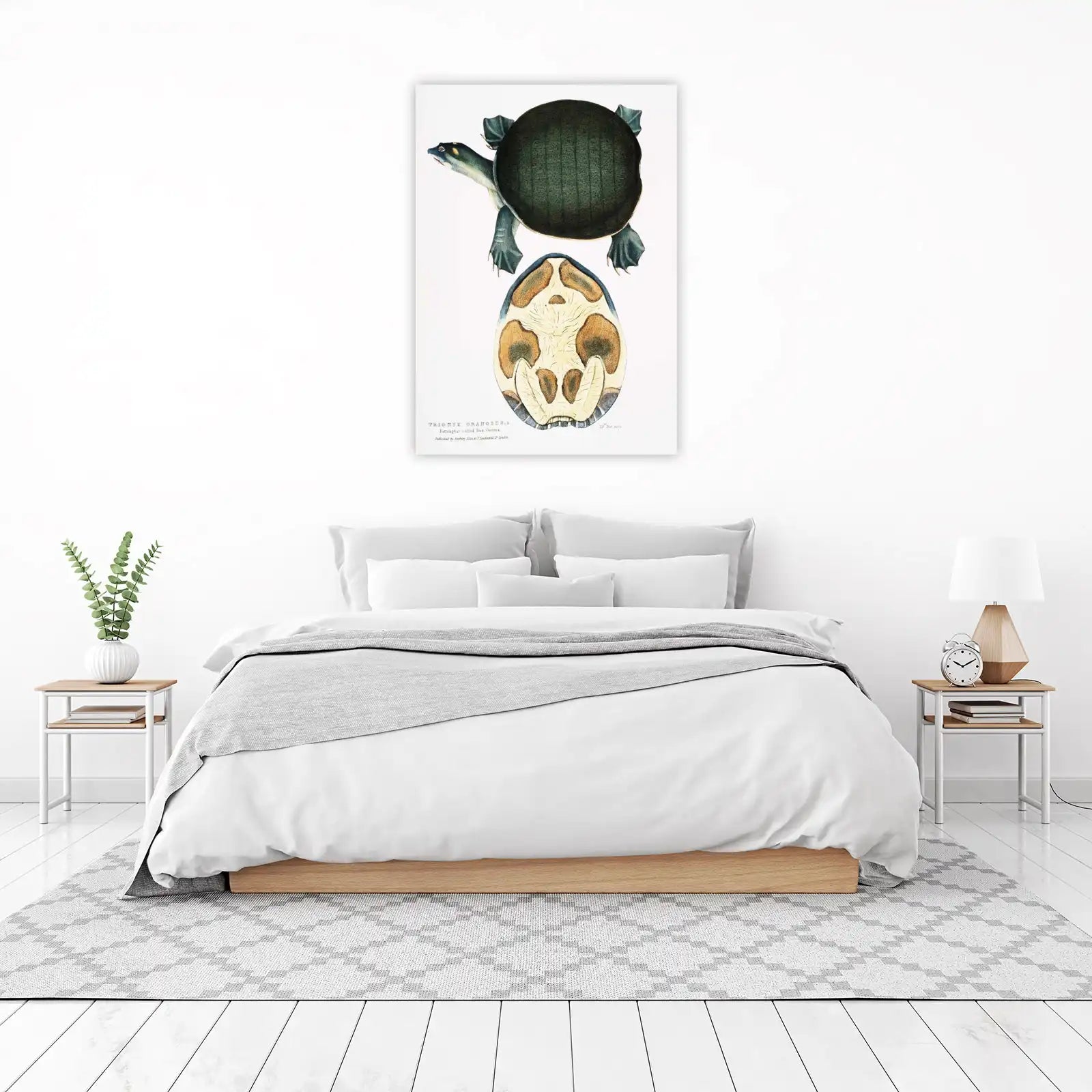Vintage Turtle Anatomy Botanical Wall Art