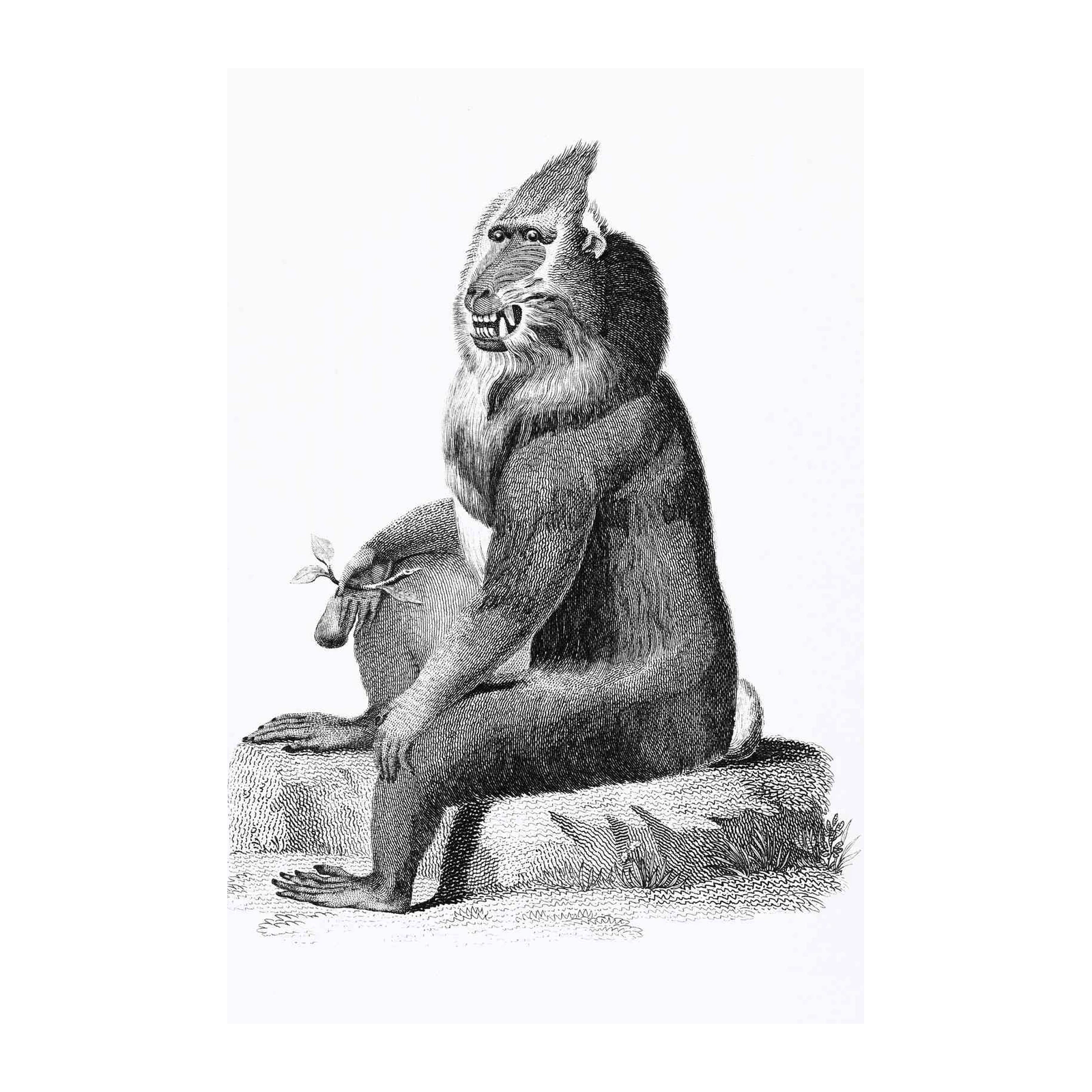 Vintage Mandrill Primate Portrait Wall Art