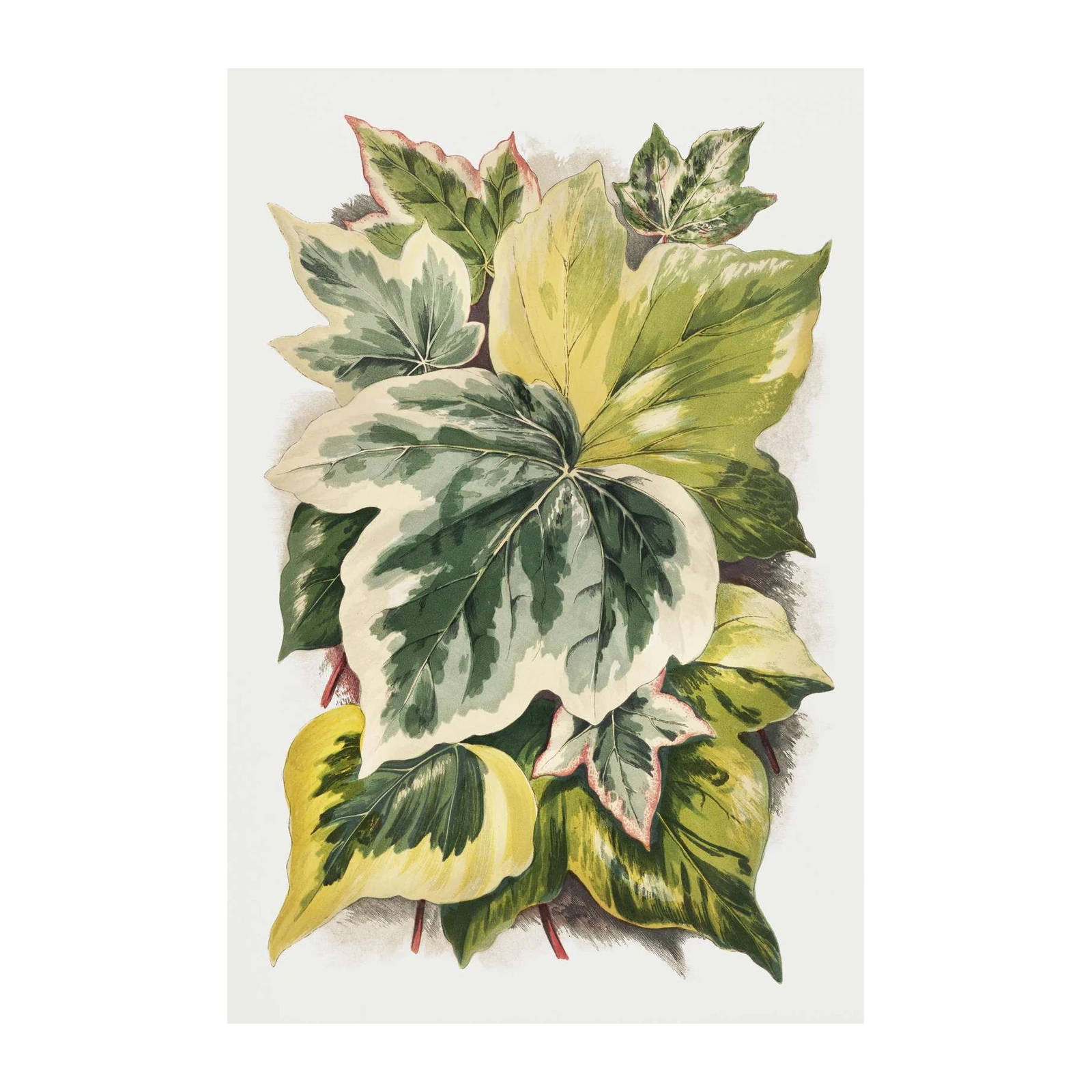 Vintage Botanical Ivy Leaves Wall Art