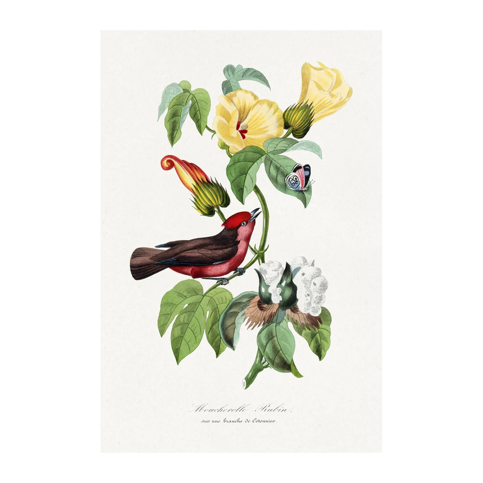 Crimson Finch & Yellow Hibiscus Botanical Wall Art