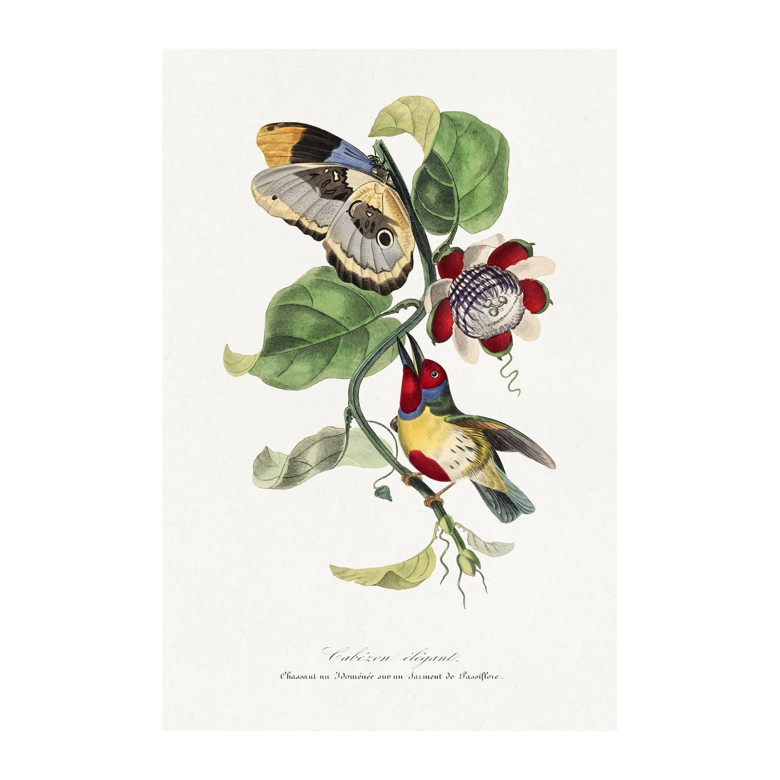 Elegant Butterfly & Bird Botanical Wall Art