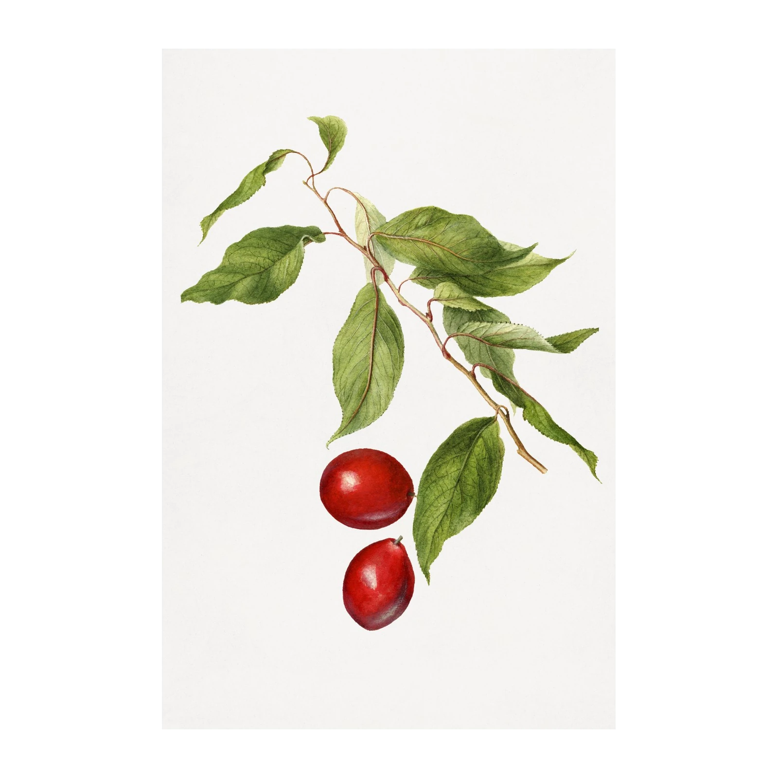Vibrant Red Berries Botanical Art Wall Art