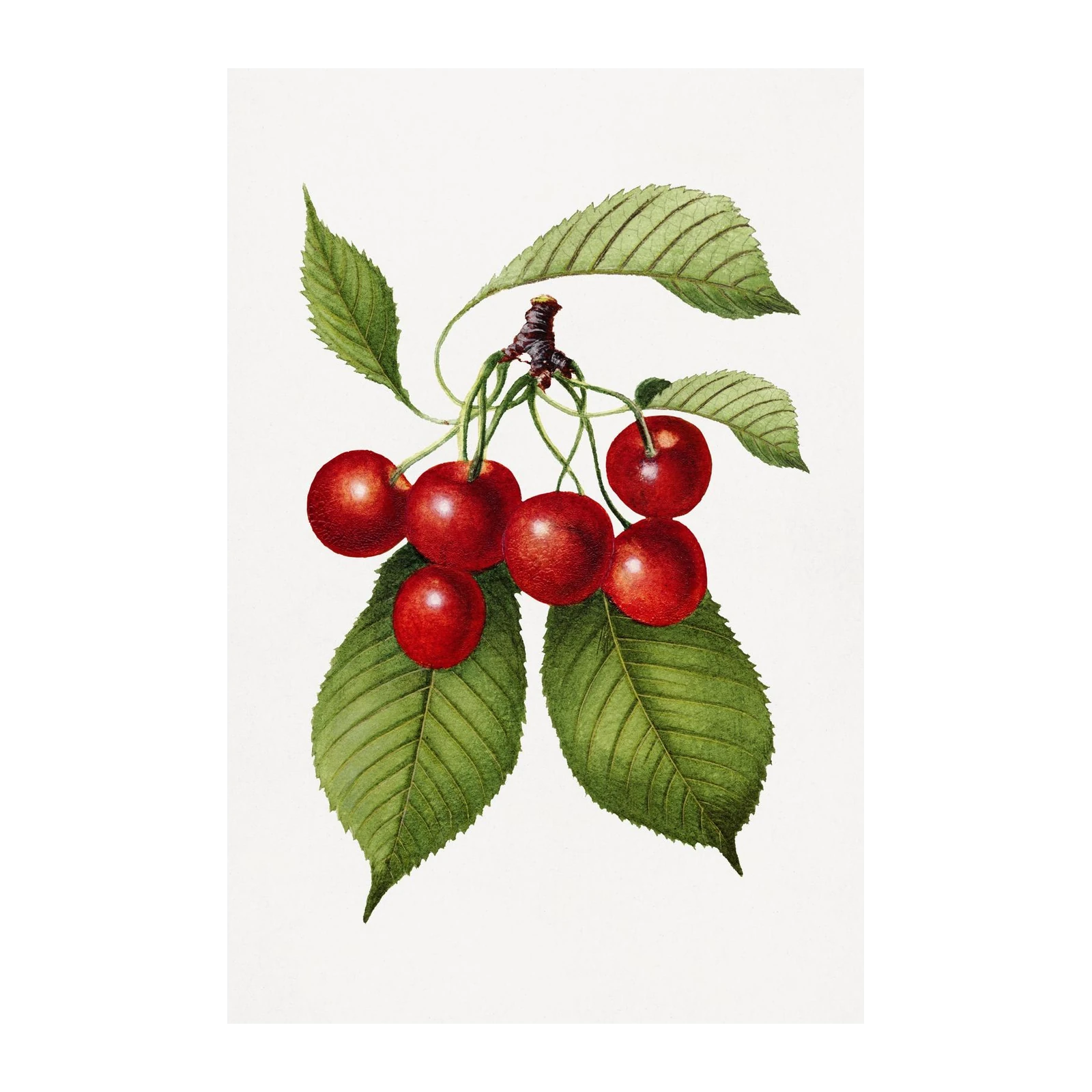 Vintage Cherry Botanical Art Wall Art