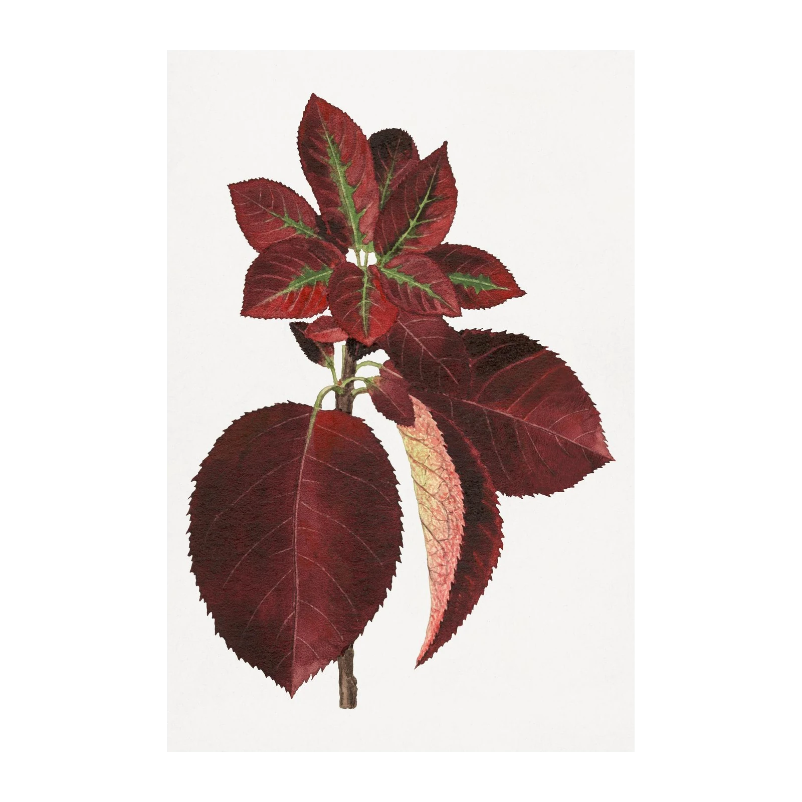 Deep Red Botanical Leaves Wall Art