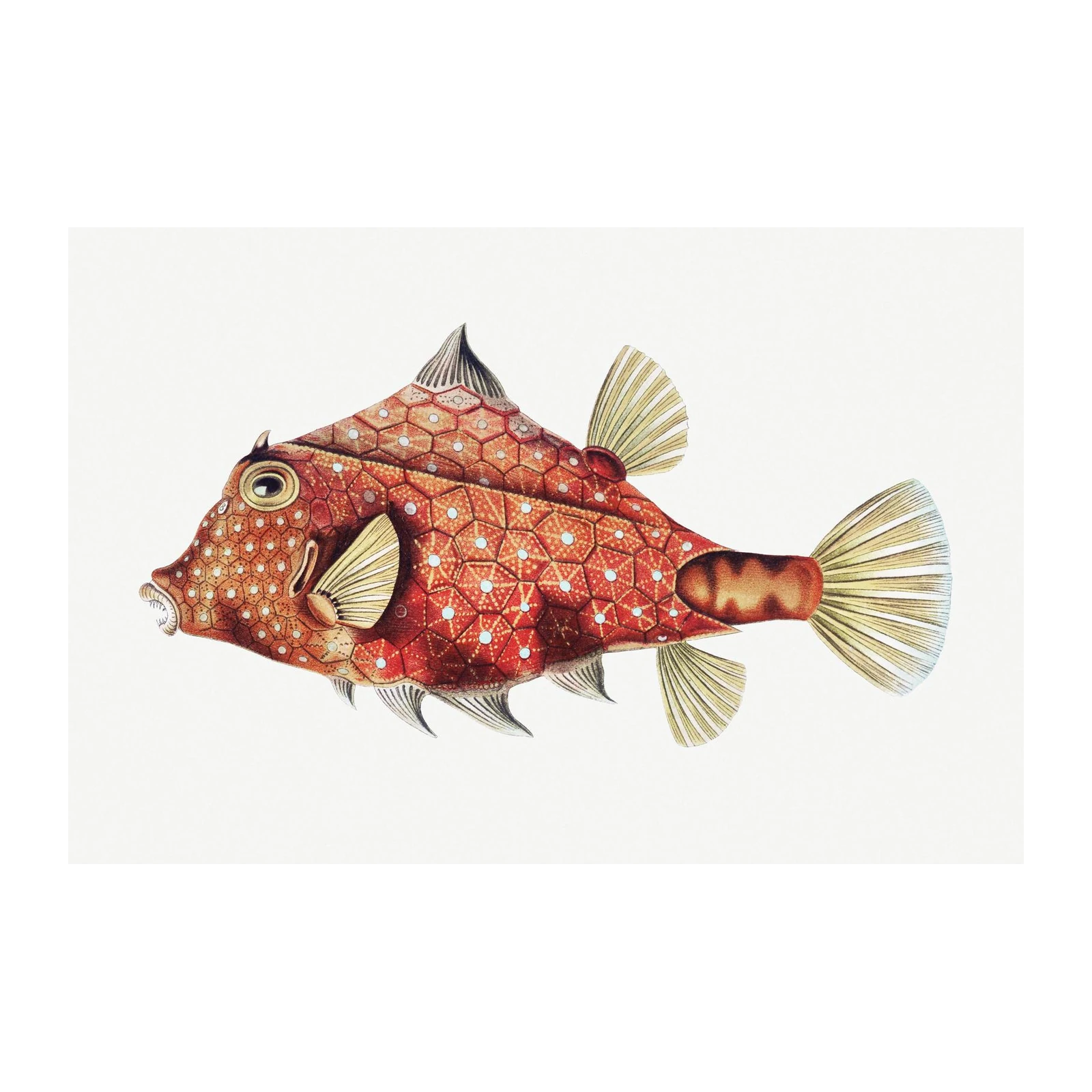 Vintage Ocean Fish Red Coral Reef Wall Art