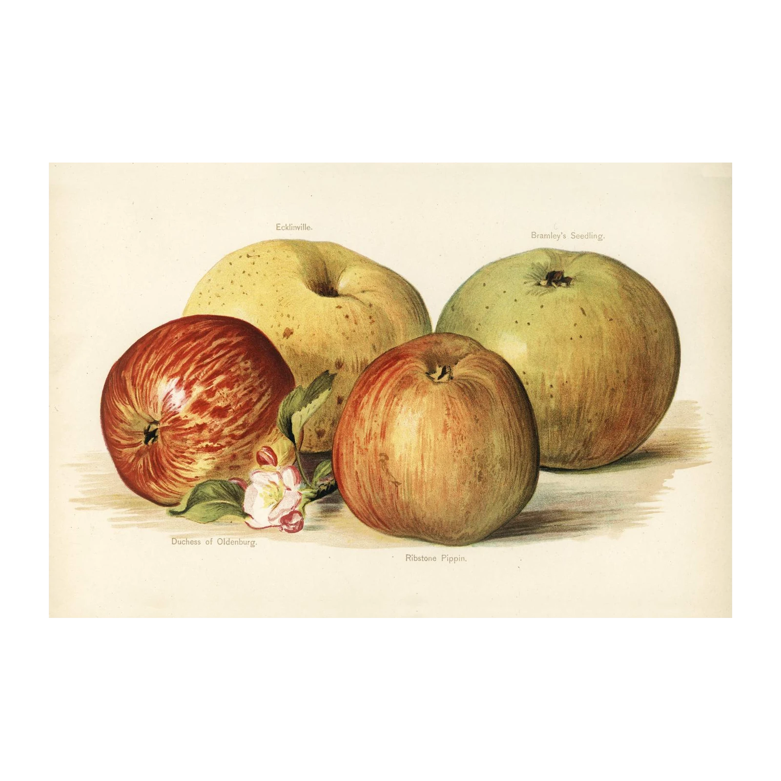 Vintage Apple Study Wall Art