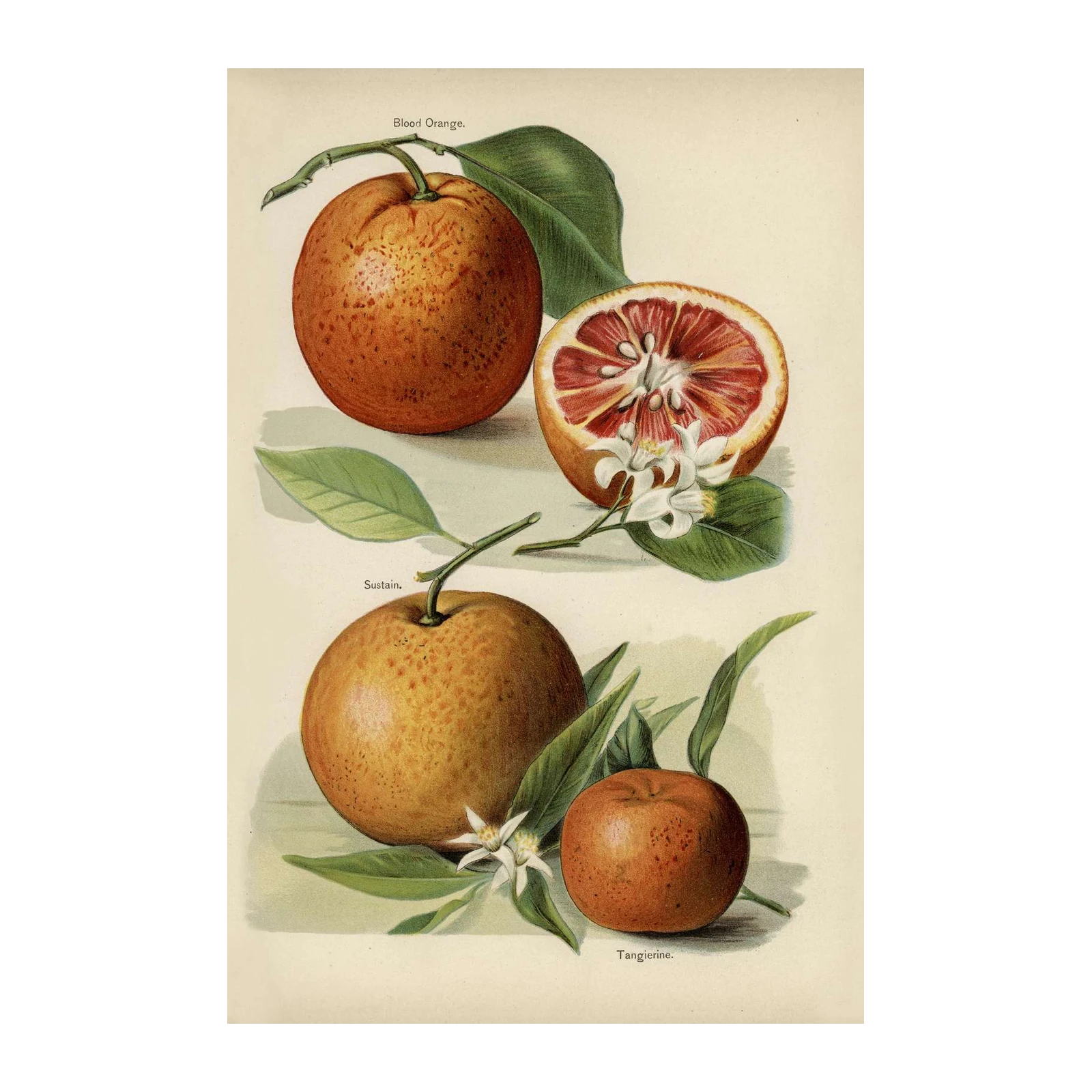 Vintage Citrus Blood Orange & Tangerine Wall Art