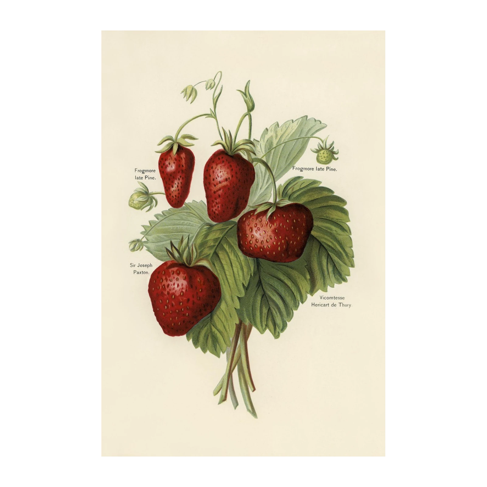Vintage Strawberry Botanical Art Wall Art