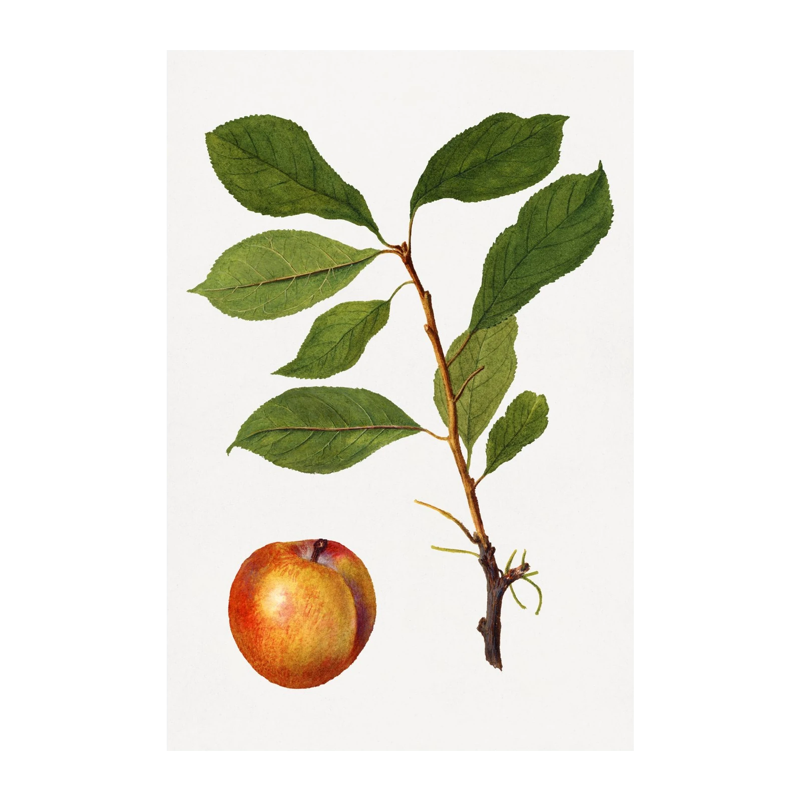 Vintage Botanical Apple & Branch Wall Art