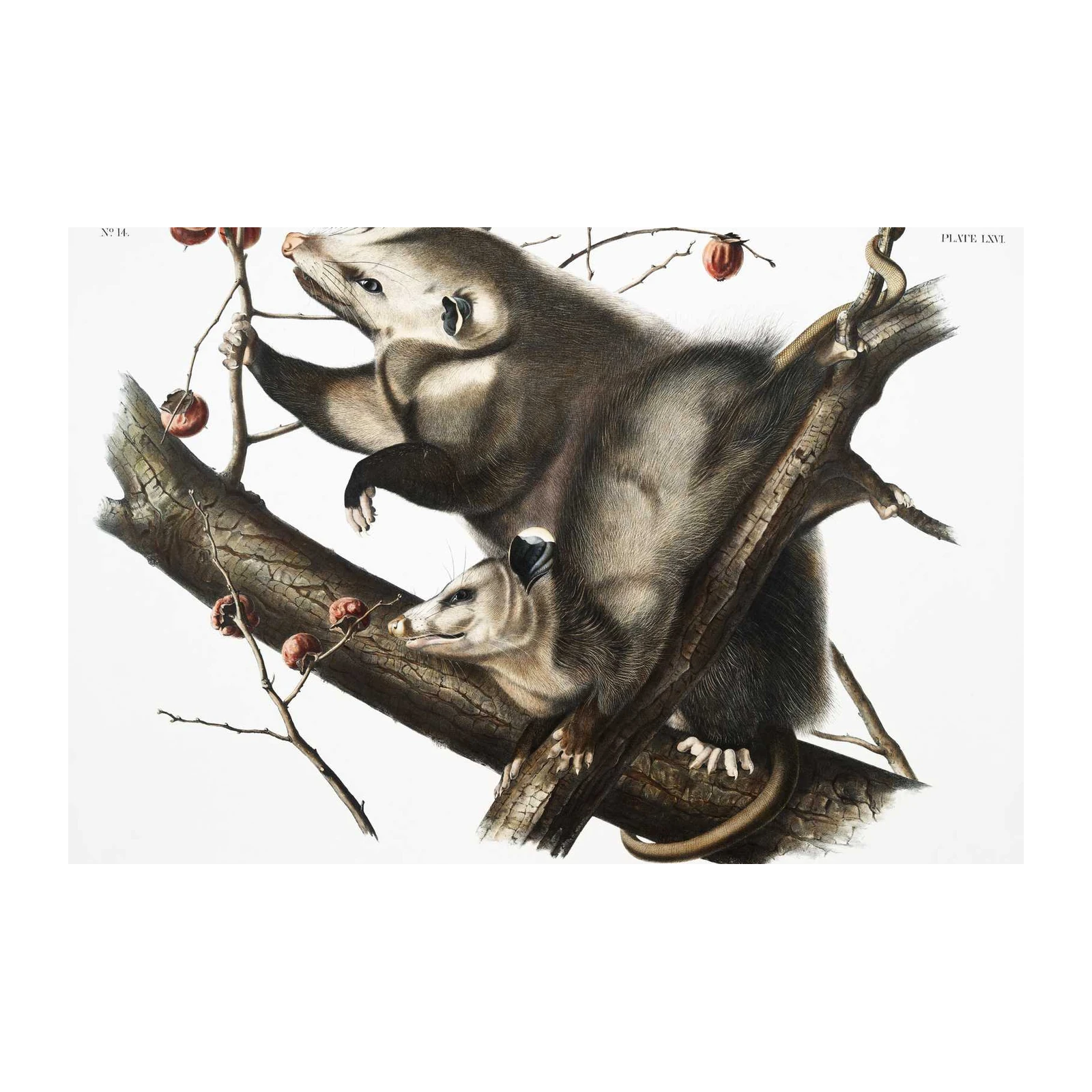 Vintage Opossum & Snake Art Wall Art