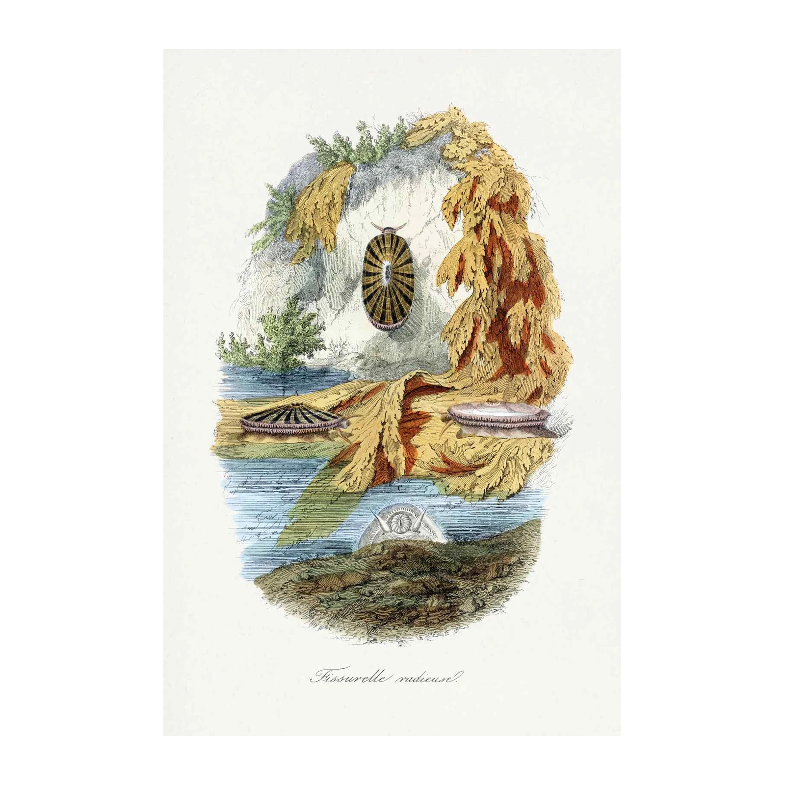 Vintage Marine Life Shells Wall Art