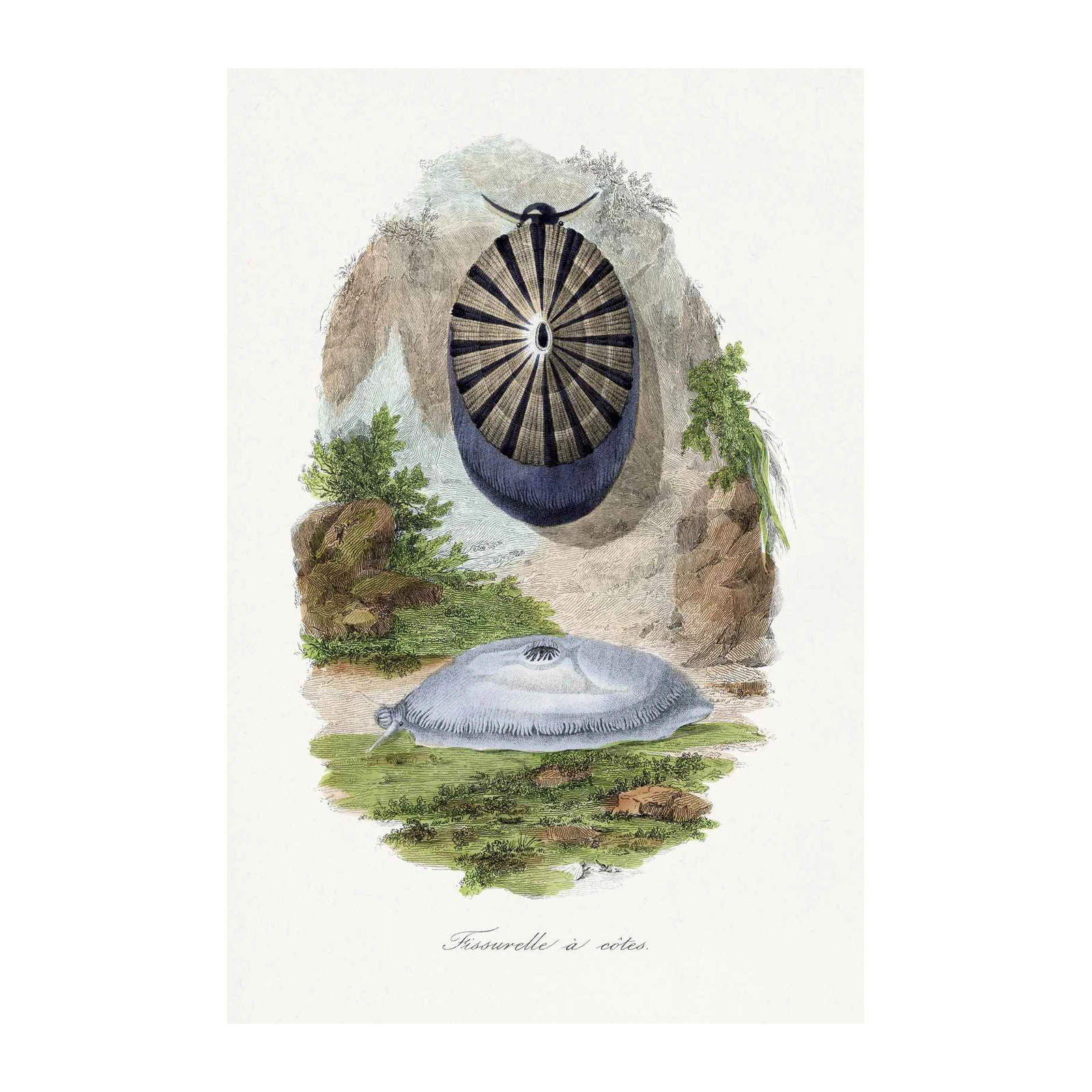 Vintage Sea Creature Botanical Wall Art