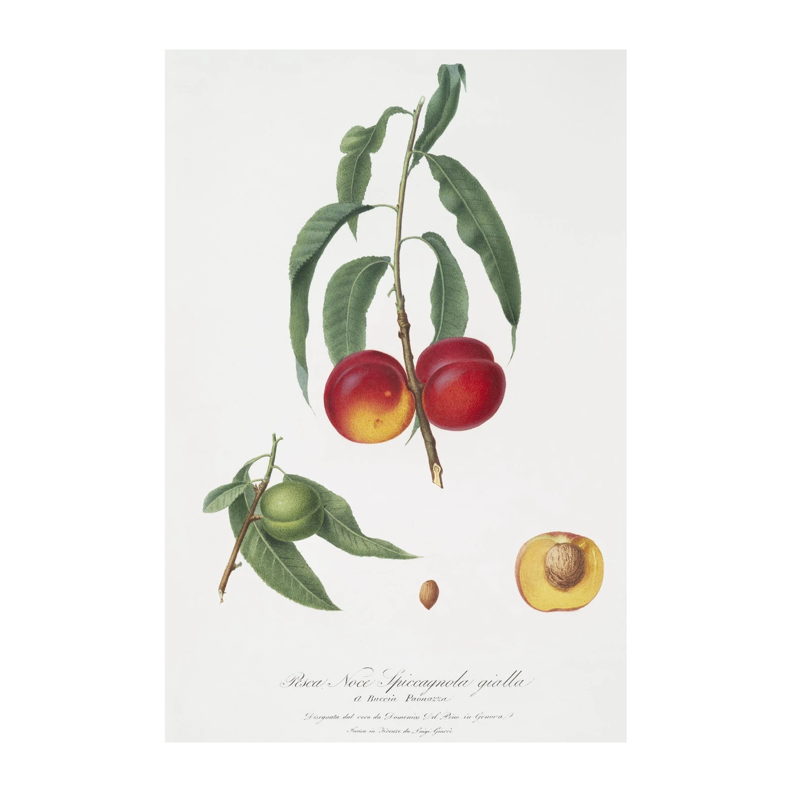 Vintage Peach Botanical Art Wall Art