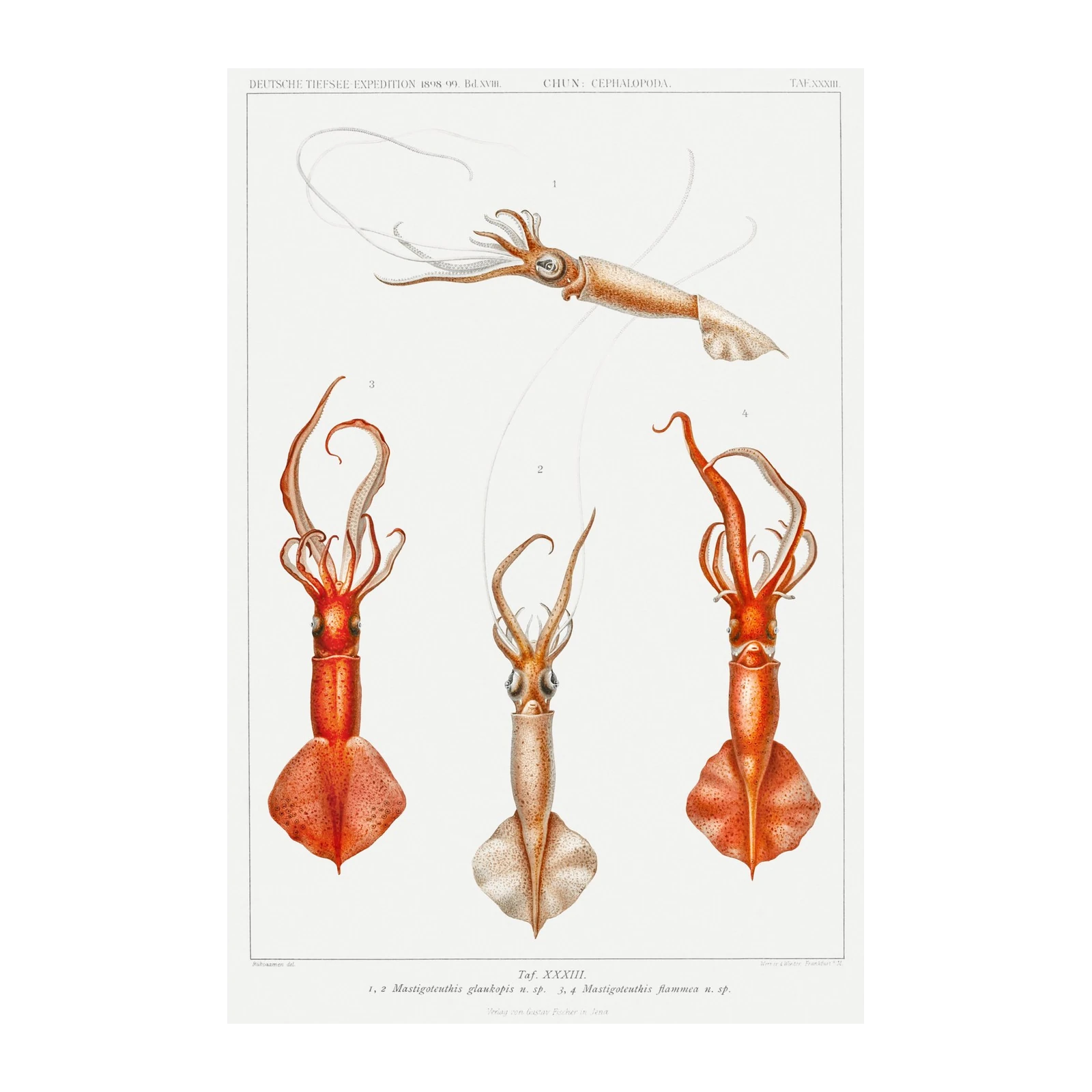 Vintage Squid Marine Biology Wall Art Wall Art
