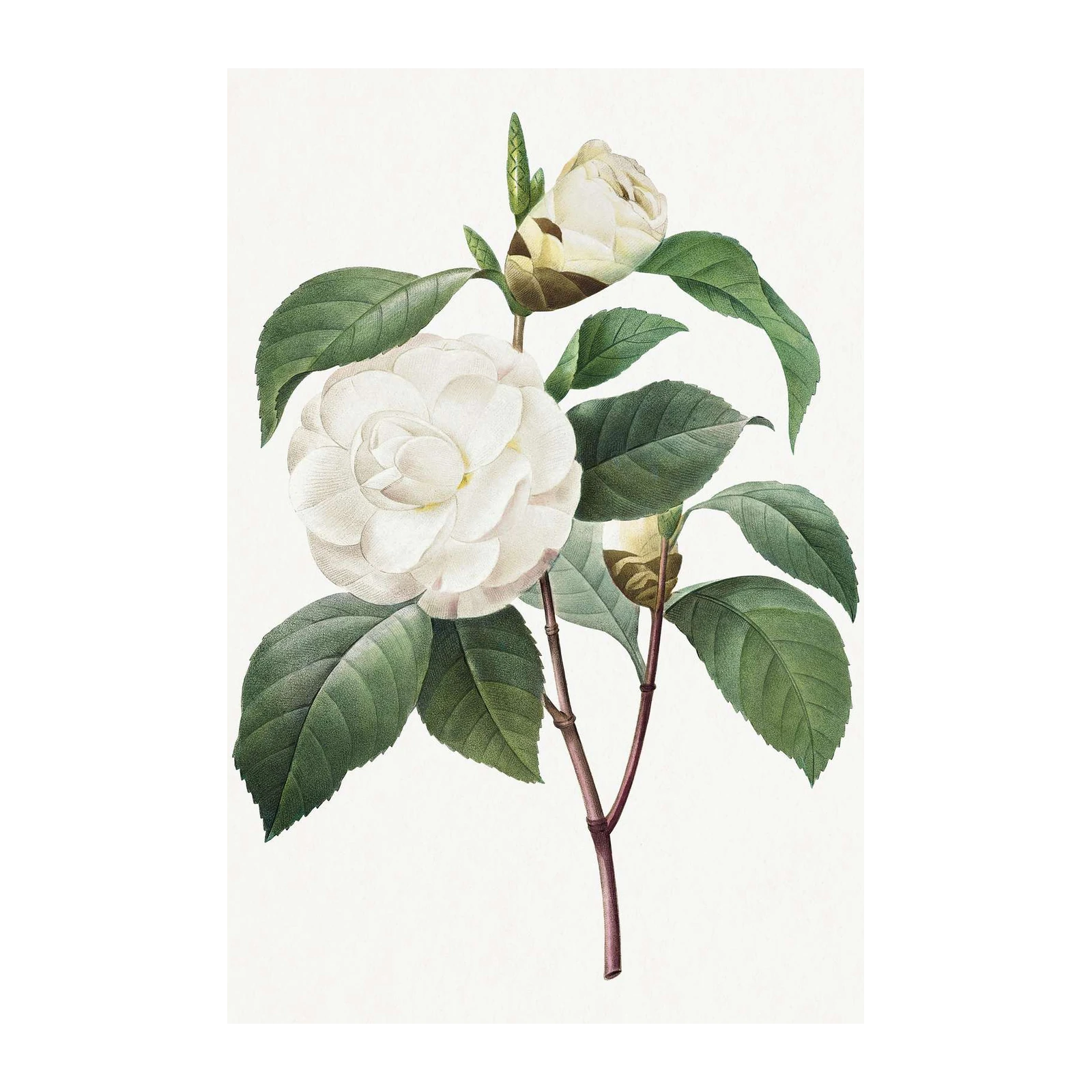 Elegant White Camellia Botanical Art Wall Art