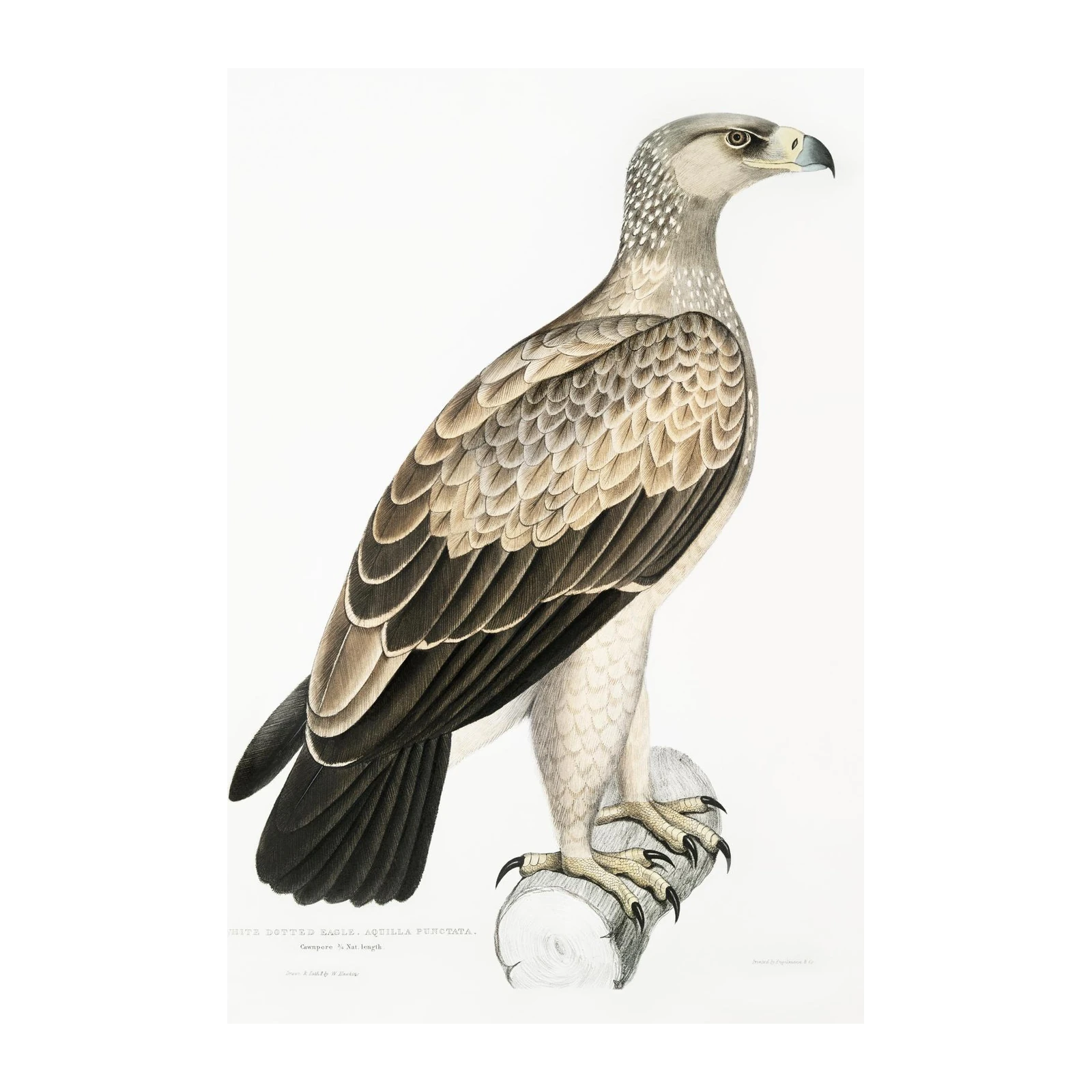 Majestic Eagle Vintage Wildlife Wall Art