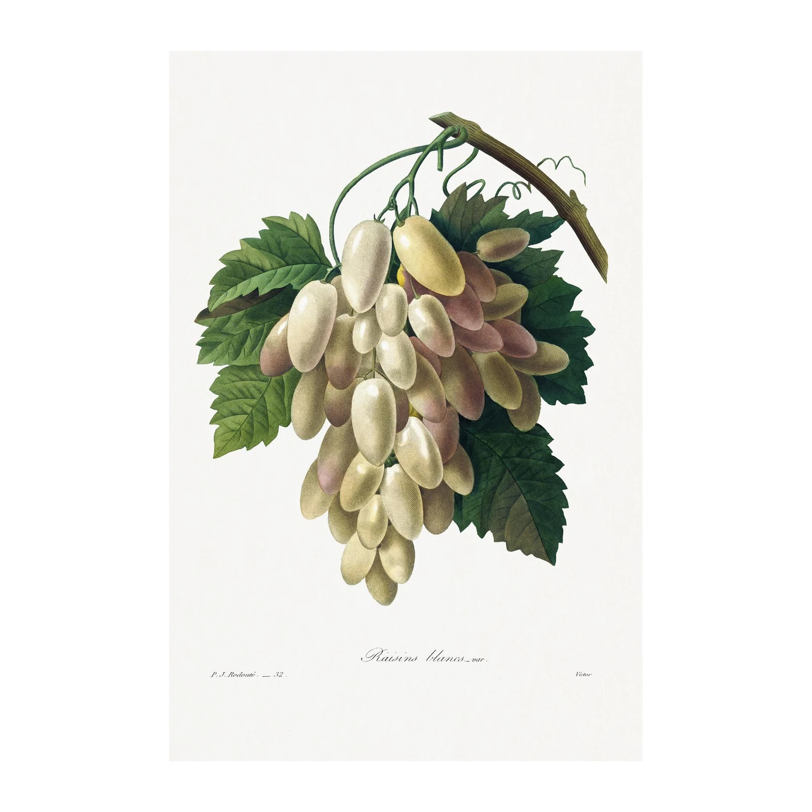 Vintage White Grapes Botanical Art Wall Art
