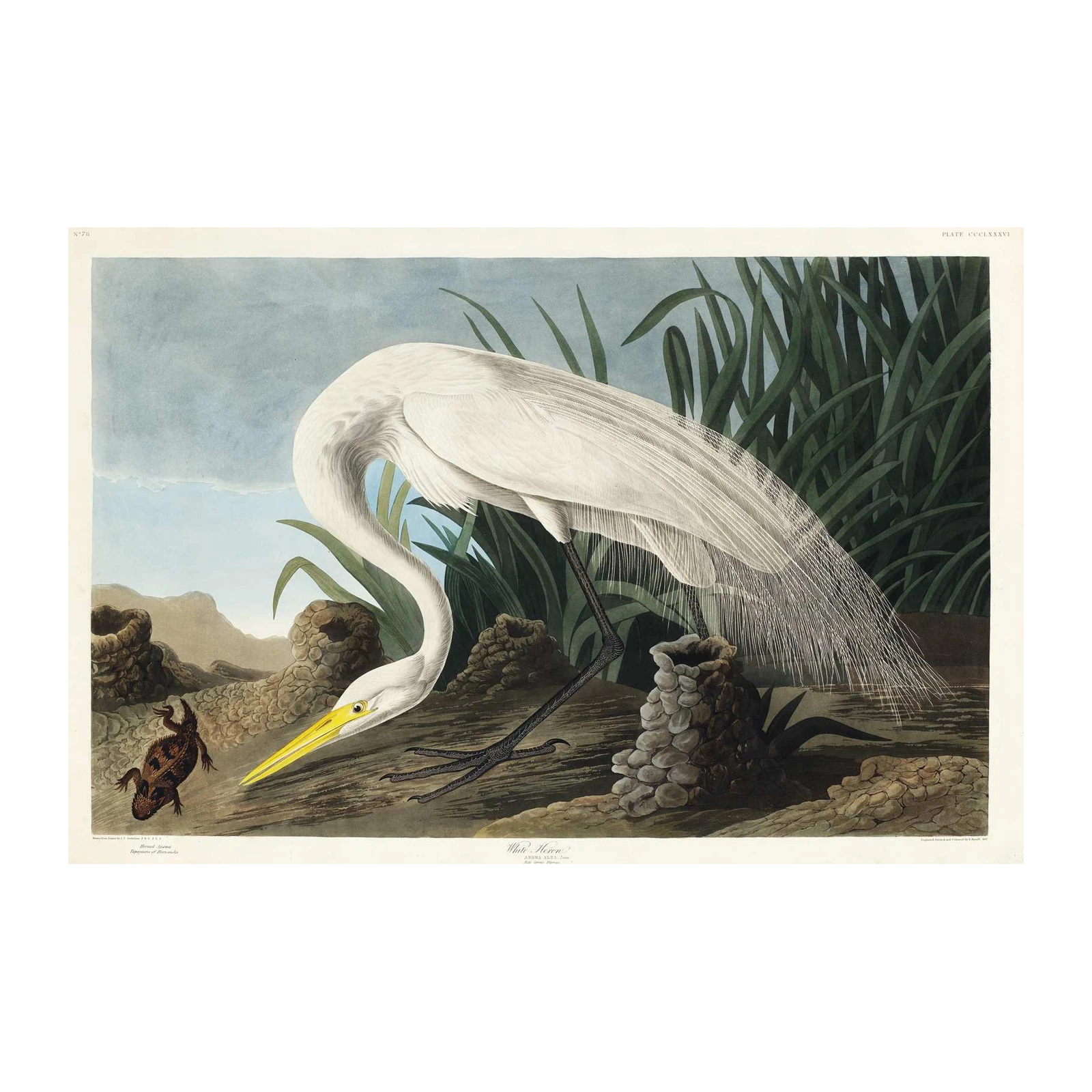 Elegant White Heron with Frog Wall Art