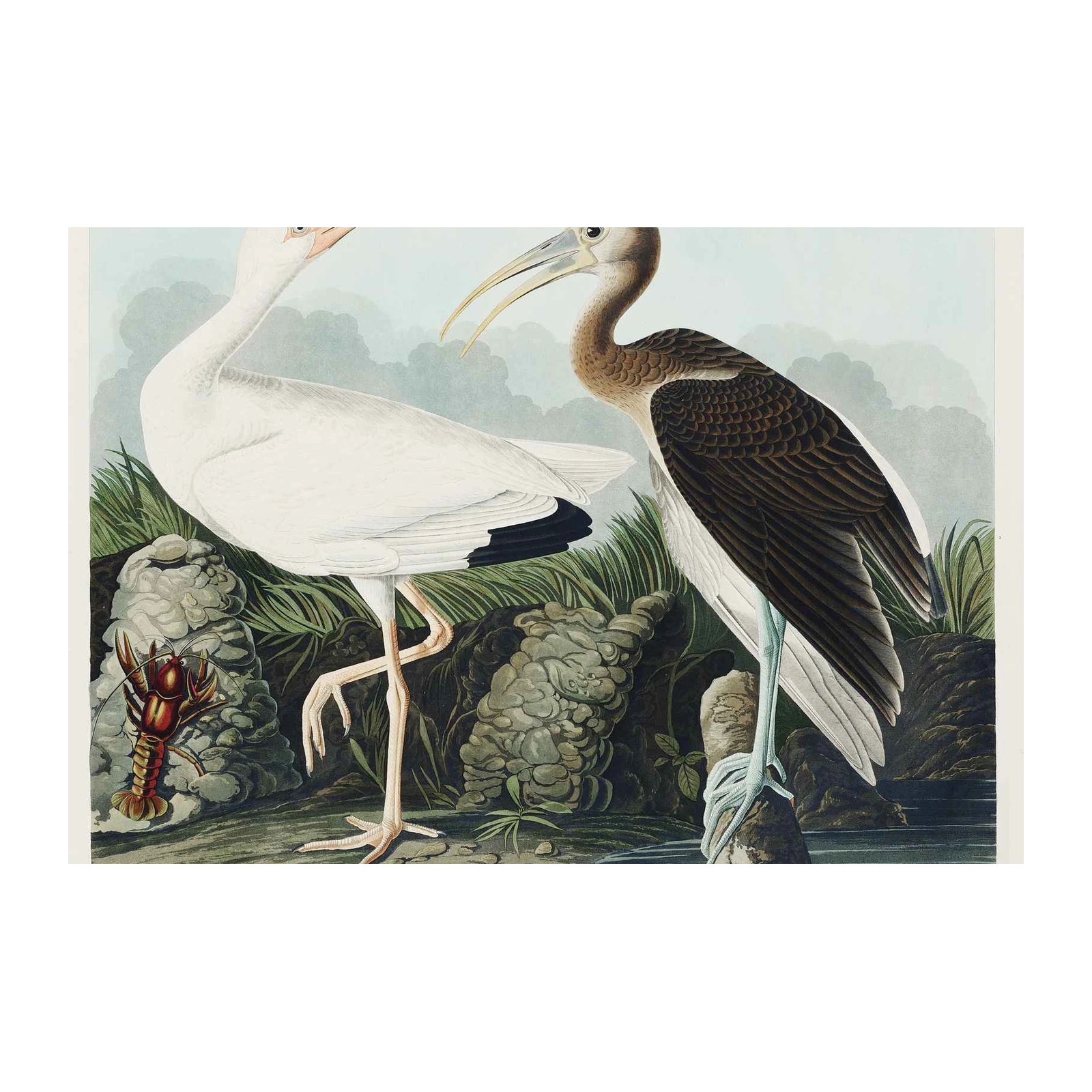 Audubon White Ibis & Young Wall Art