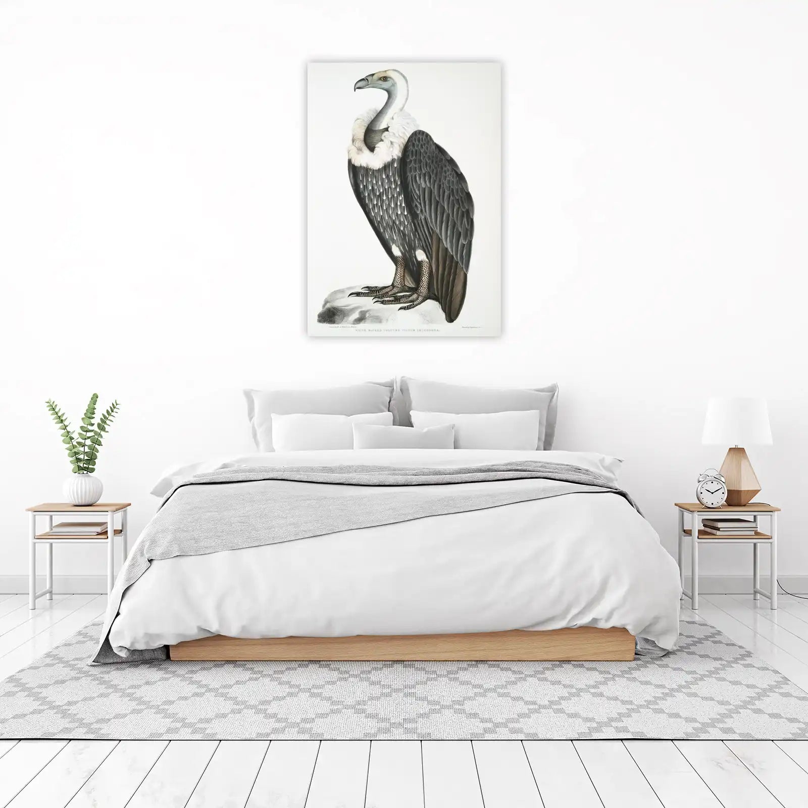 Vulture Bird Vintage Scientific Illustration Wall Art
