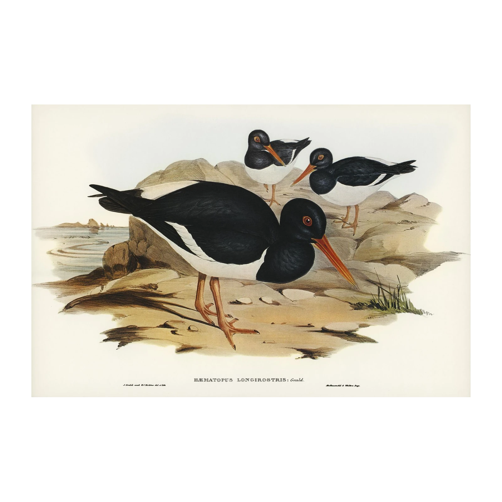 Vintage Oystercatchers Coastal Art Wall Art