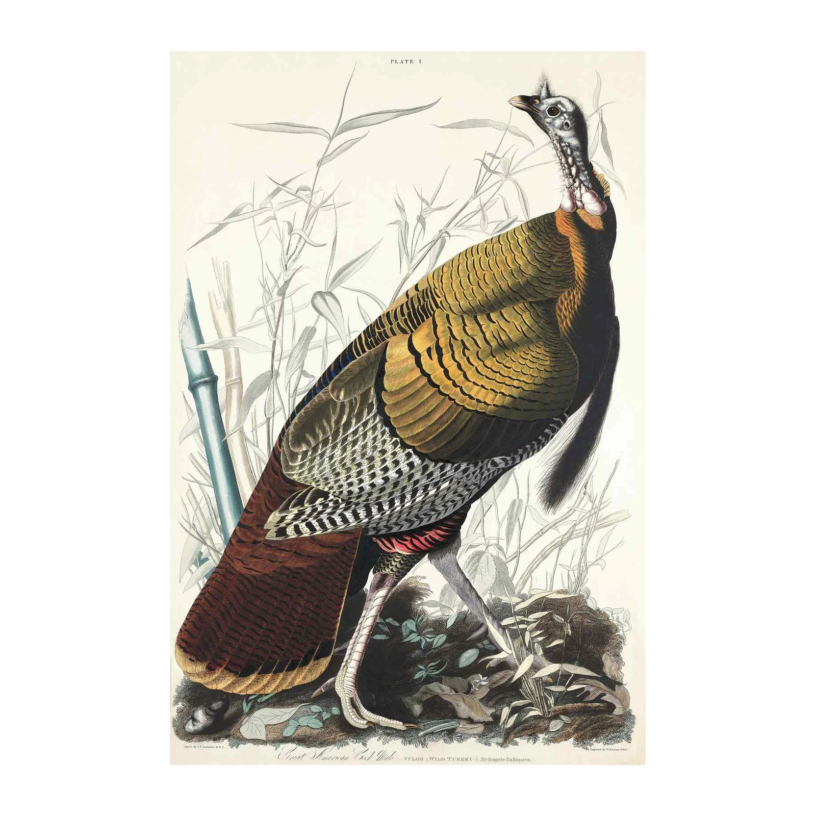 Audubon Wild Turkey Wall Art | Vintage Bird Art