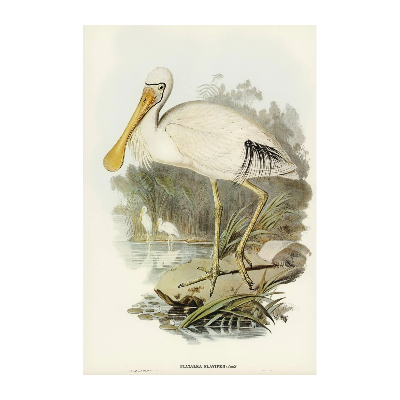 Elegant Spoonbill Bird Nature Vintage Wall Art