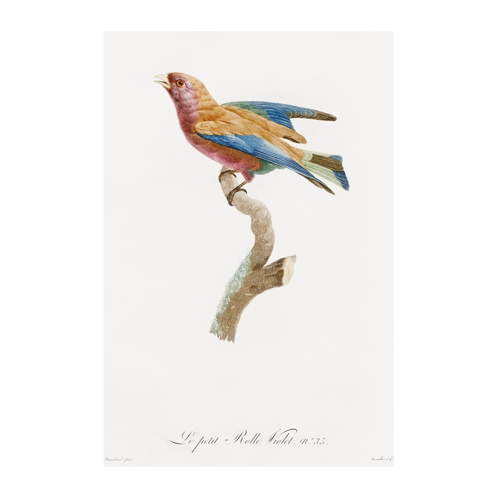 Vibrant Lilac-breasted Roller Bird Art Wall Art