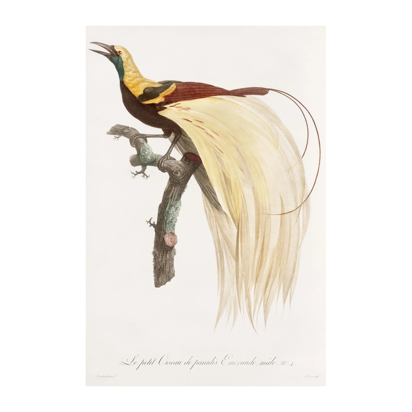 Elegant Bird of Paradise Wall Art - Exotic Nature Art