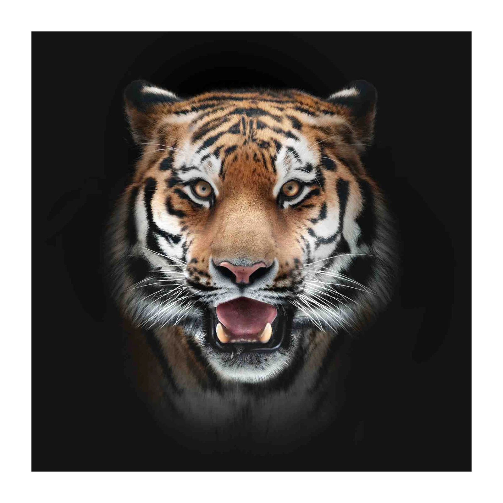 Majestic Tiger Roar Wall Art