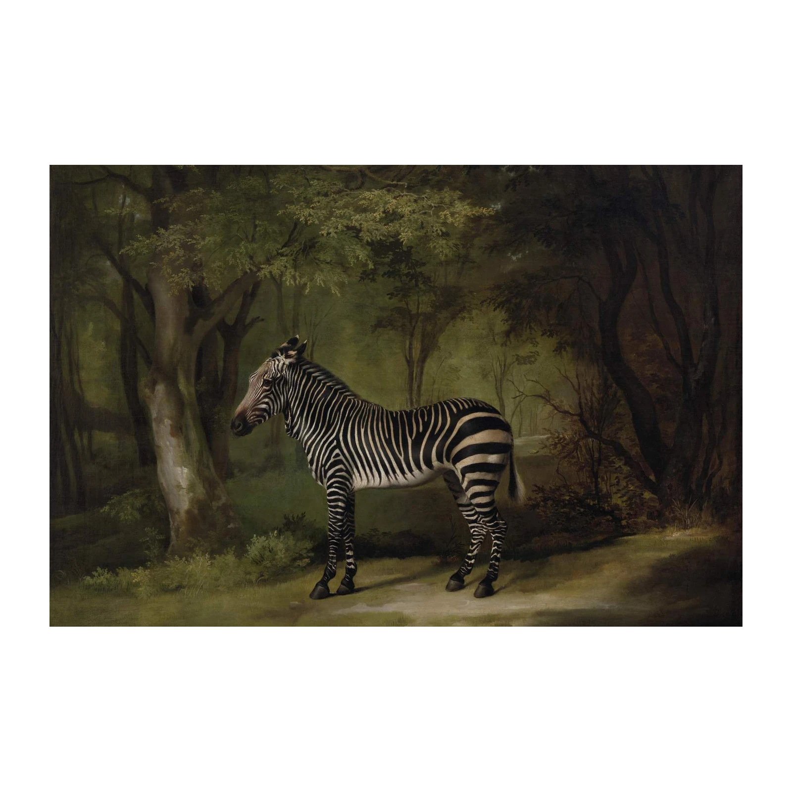 Majestic Zebra Forest Animal Wall Art