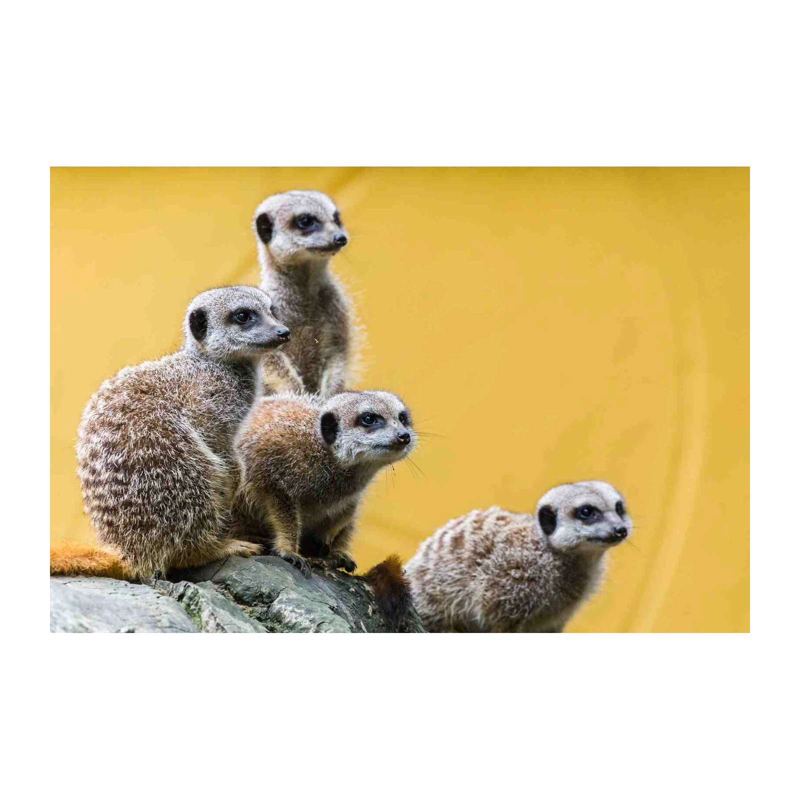 Cute Meerkat Family Portrait Wall Art