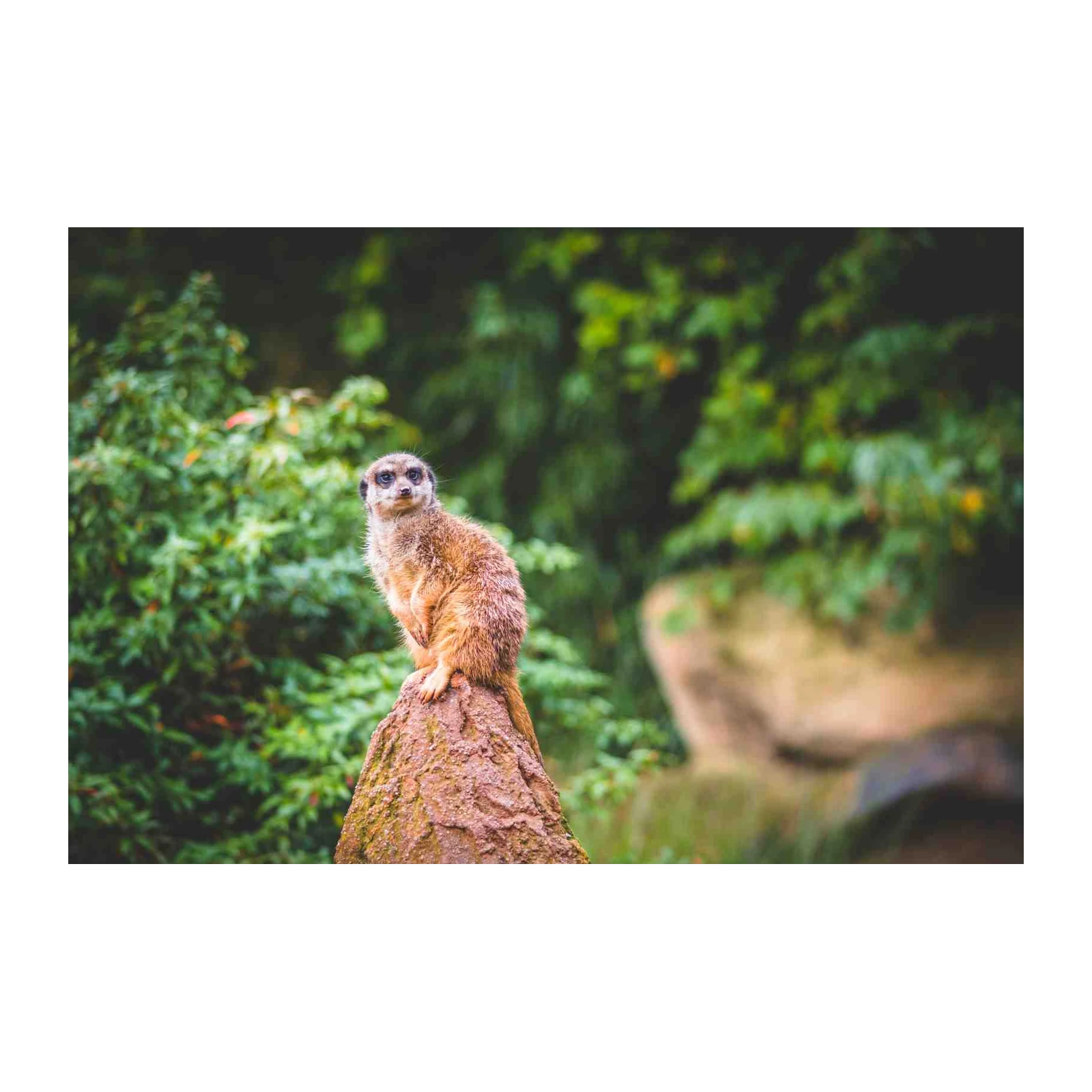Curious Meerkat on Rock Wildlife Wall Art