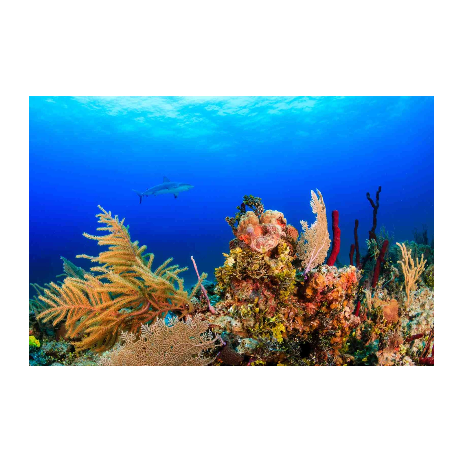 Oceanic Shark & Coral Reef Wall Art