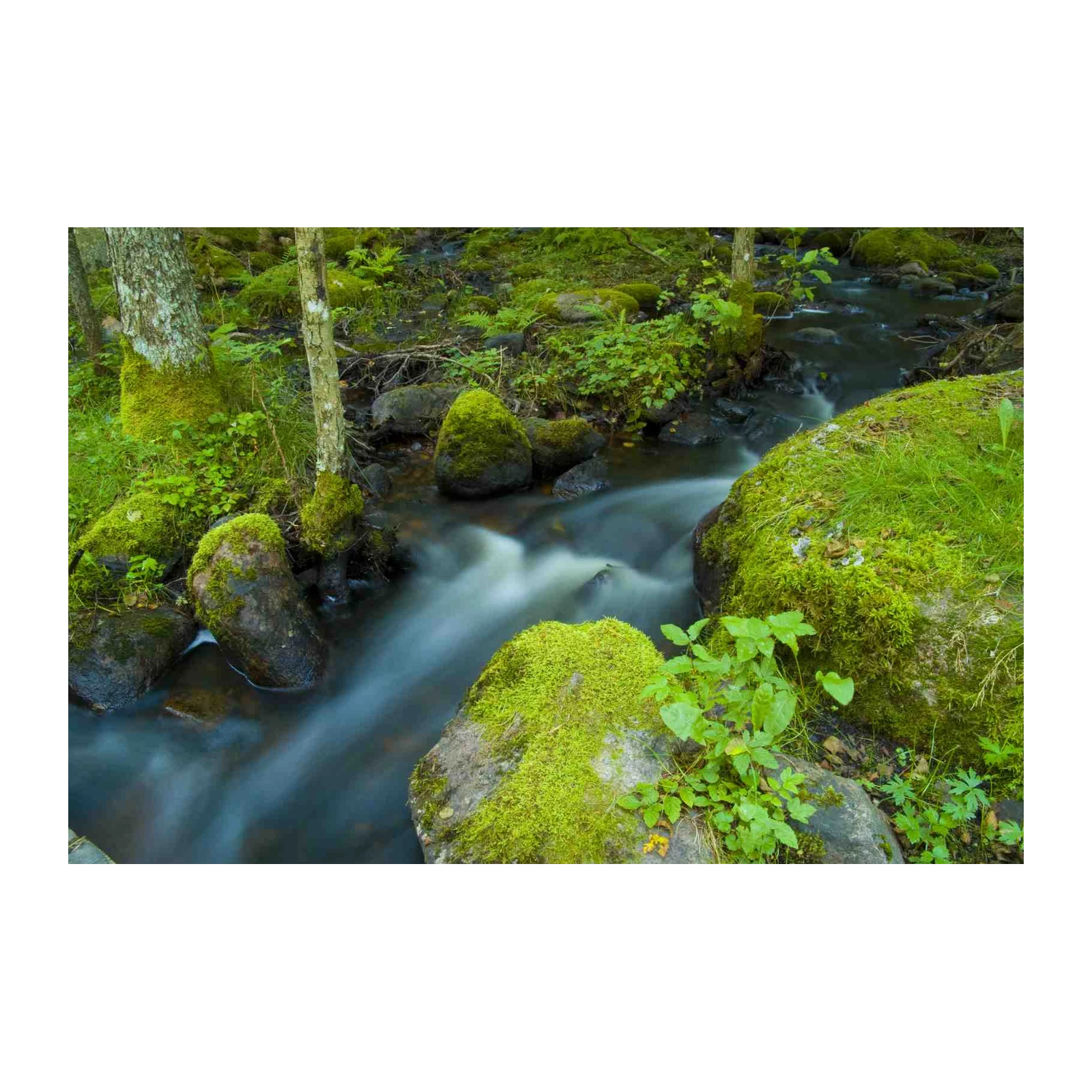 Tranquil Mossy Forest Stream Wall Art