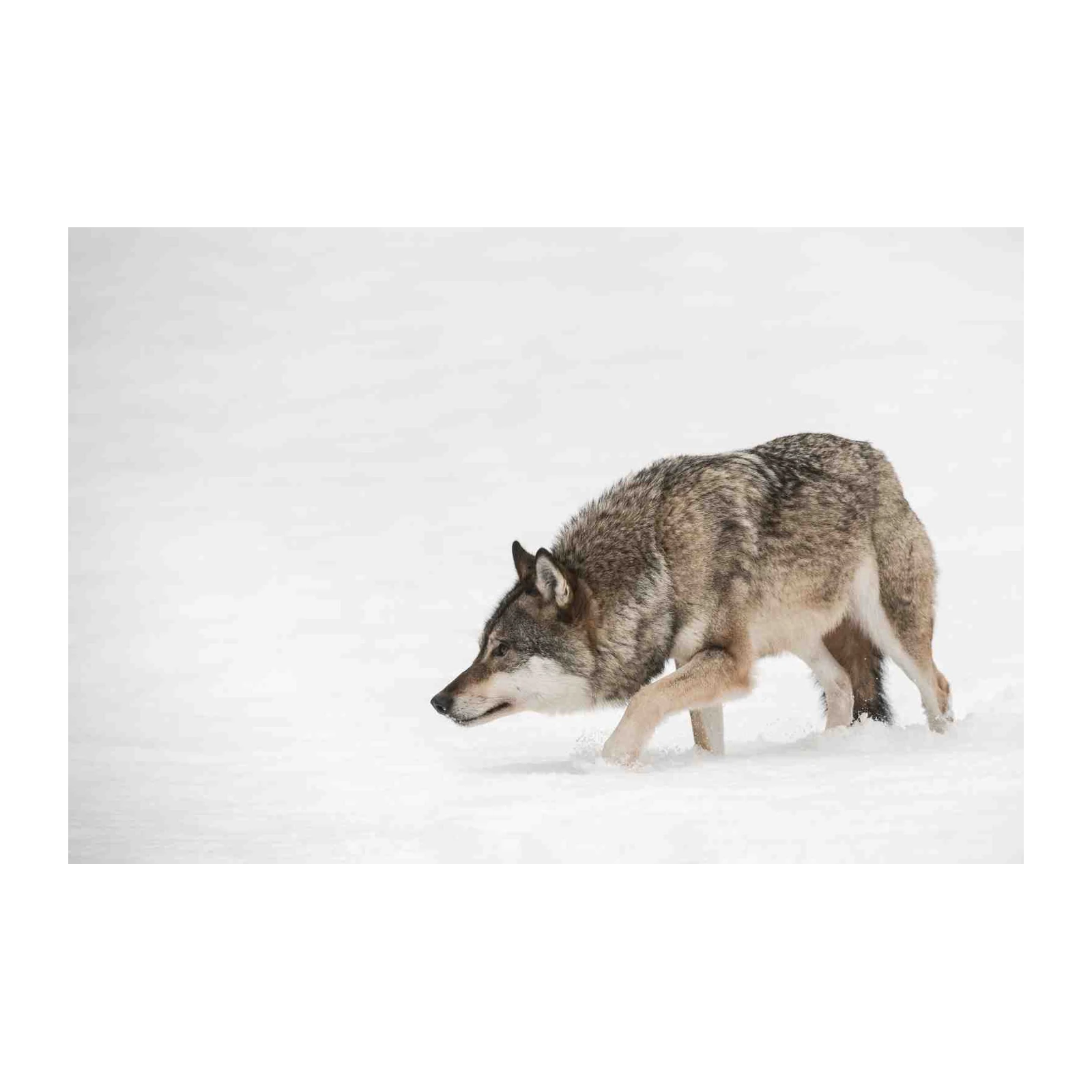 Majestic Wolf in Snow Wall Art