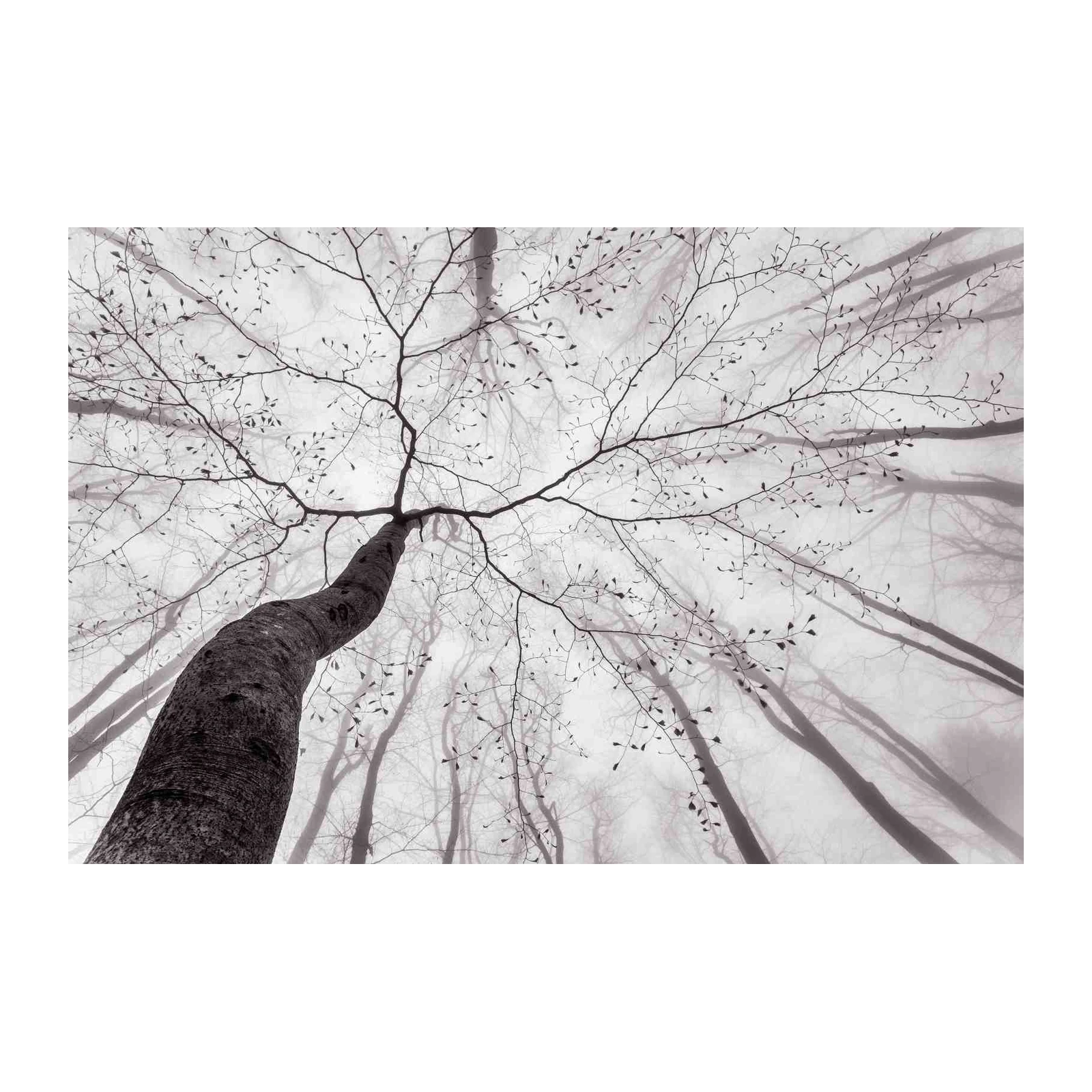Minimalist Tree Canopy Black & White Wall Art