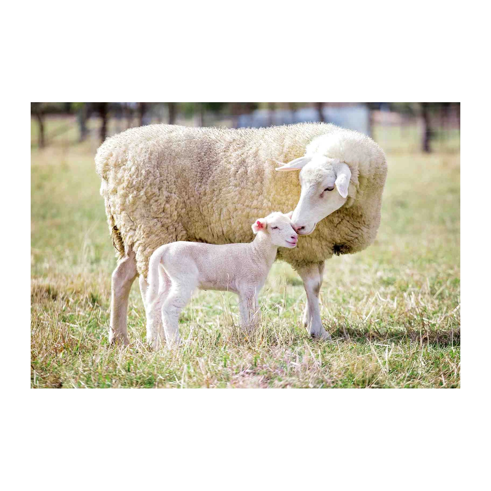 Tender Mother Sheep & Lamb Wall Art