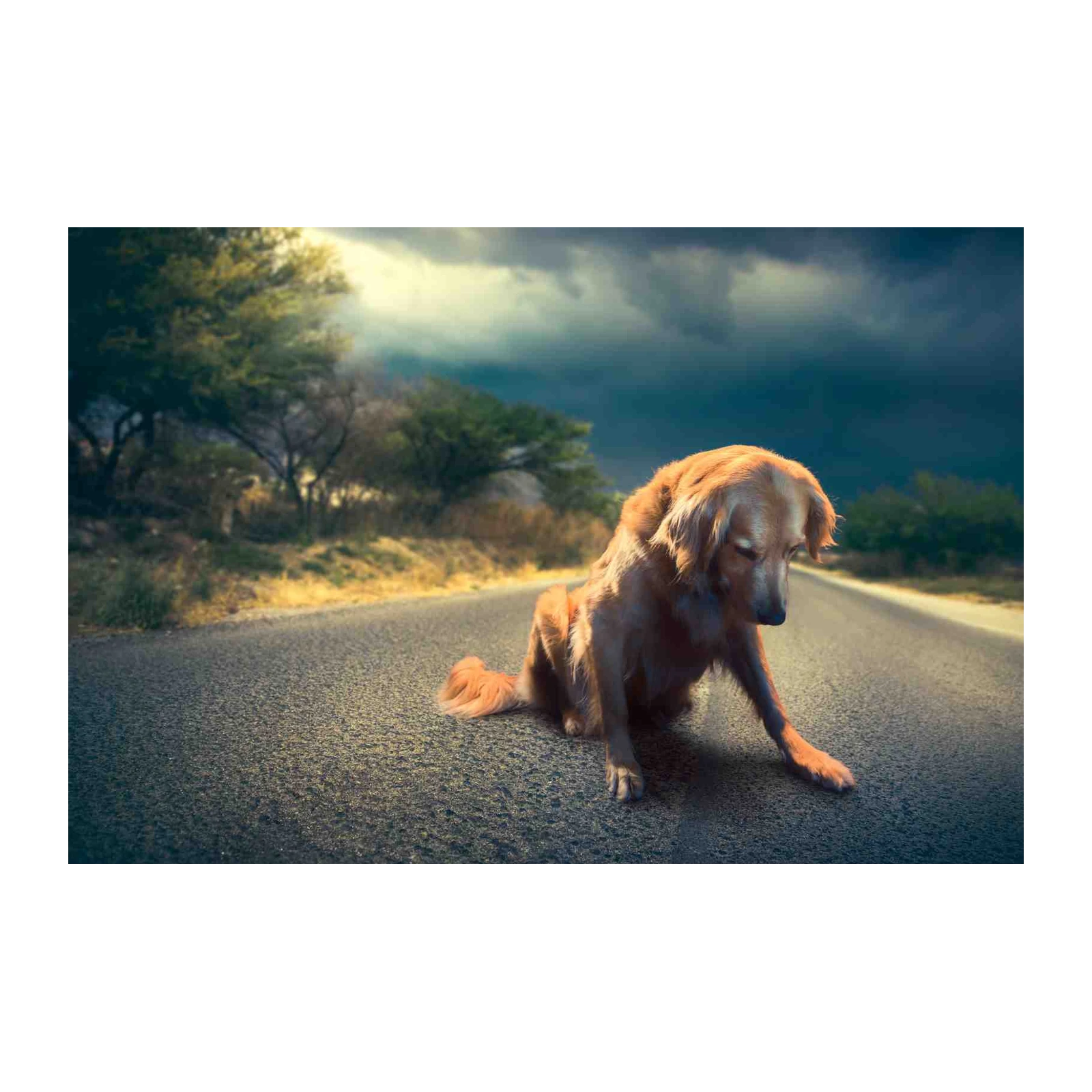 Golden Retriever Road Companion Wall Art