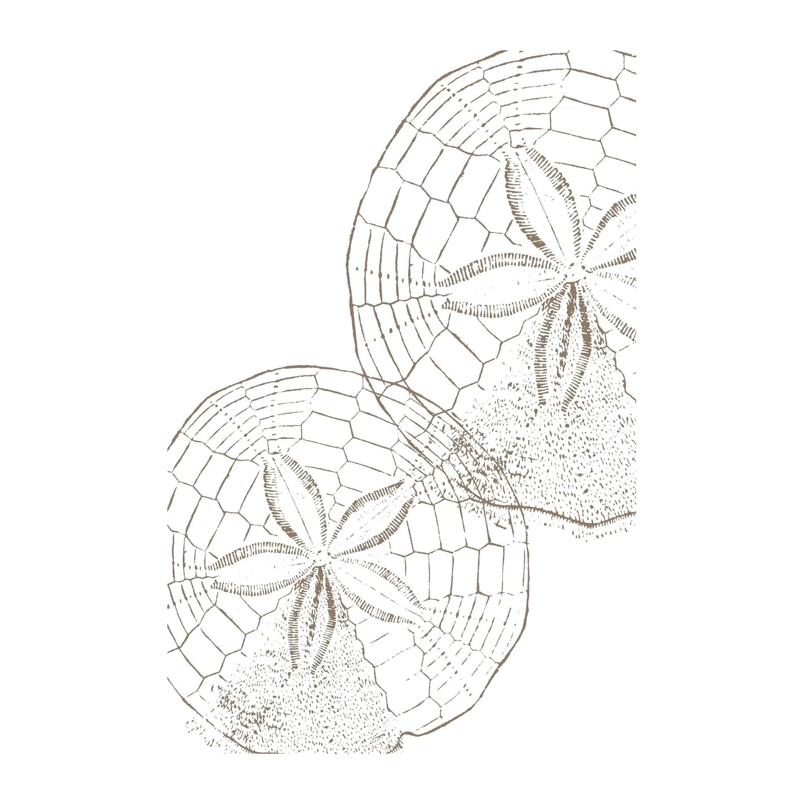 Vintage Sand Dollar Duo Wall Art