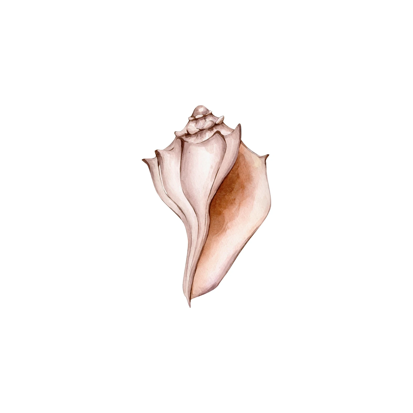 Elegant Conch Shell Watercolor Art Wall Art