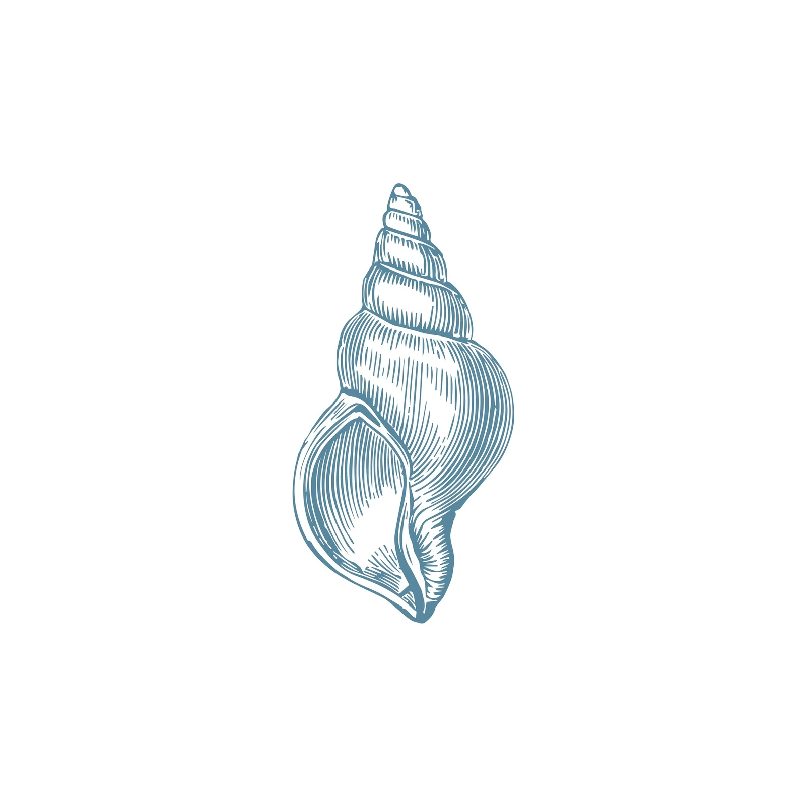 Elegant Seashell Engraving Wall Art