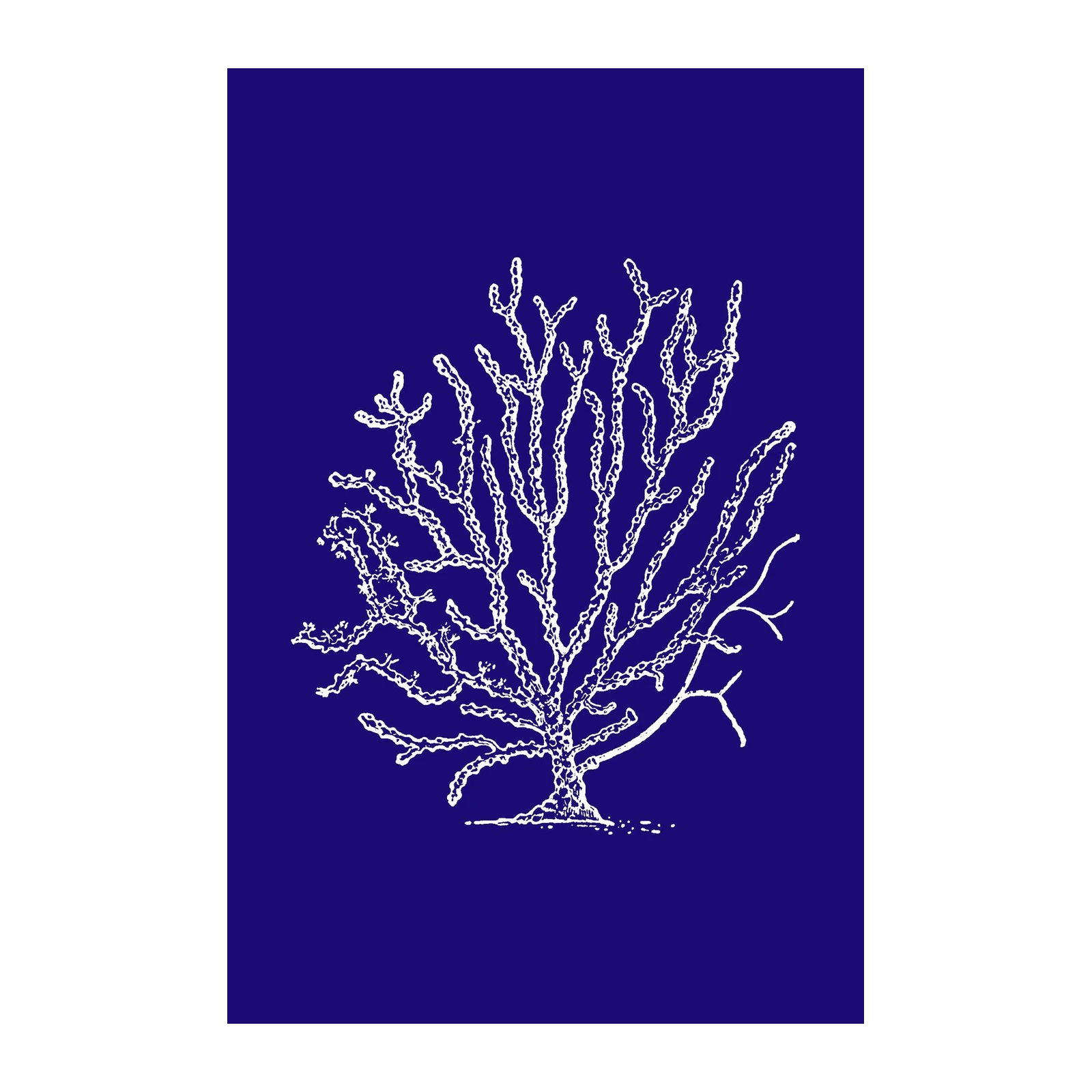Elegant White Coral Blue Wall Art